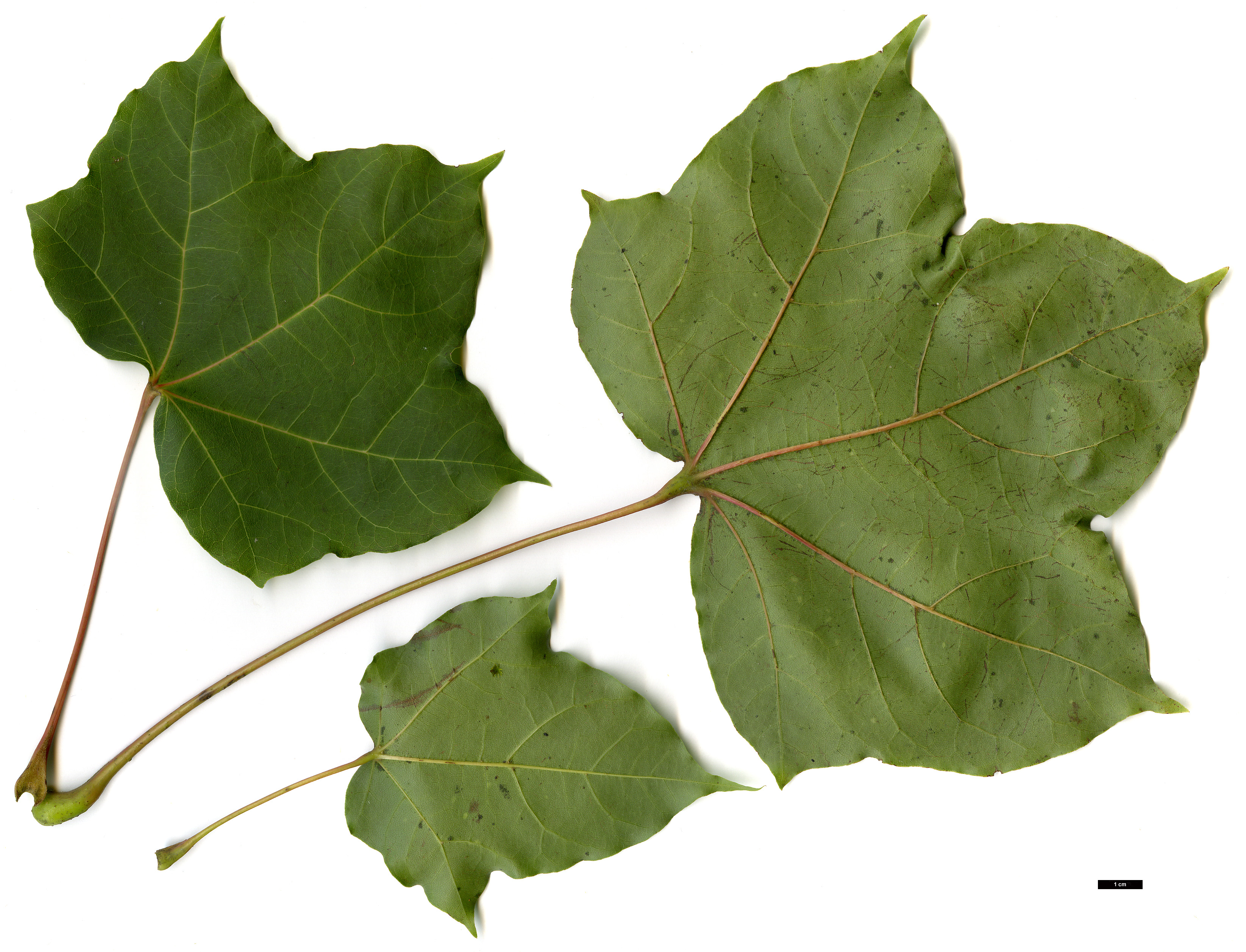 High resolution image: Family: Sapindaceae - Genus: Acer - Taxon: amplum