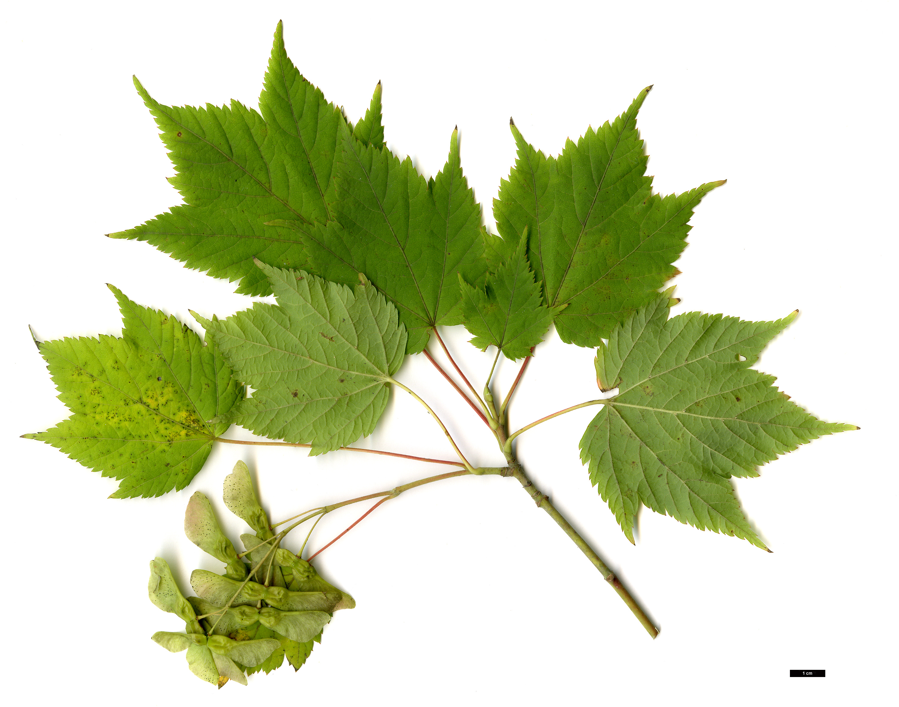 High resolution image: Family: Sapindaceae - Genus: Acer - Taxon: argutum