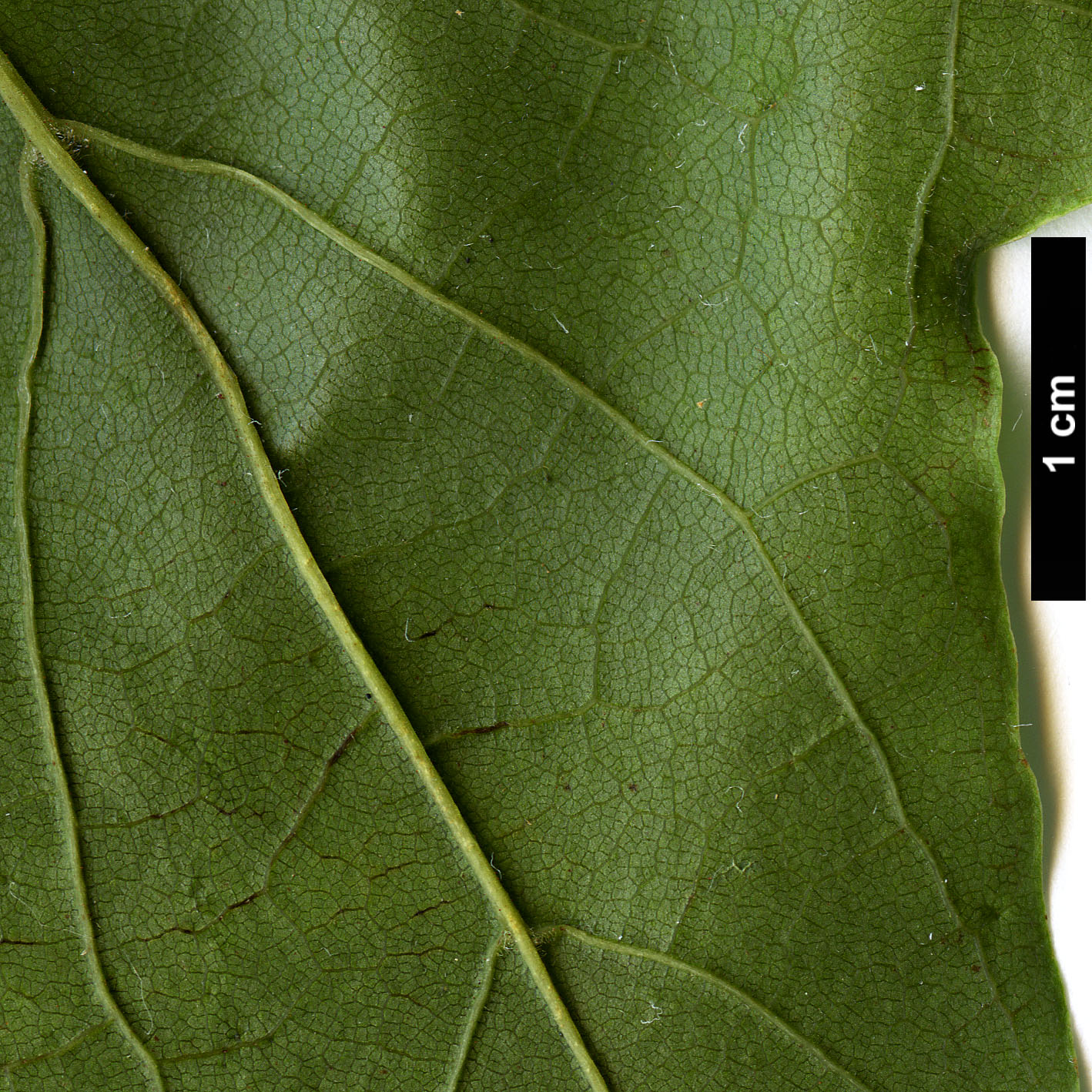 High resolution image: Family: Sapindaceae - Genus: Acer - Taxon: bodinieri