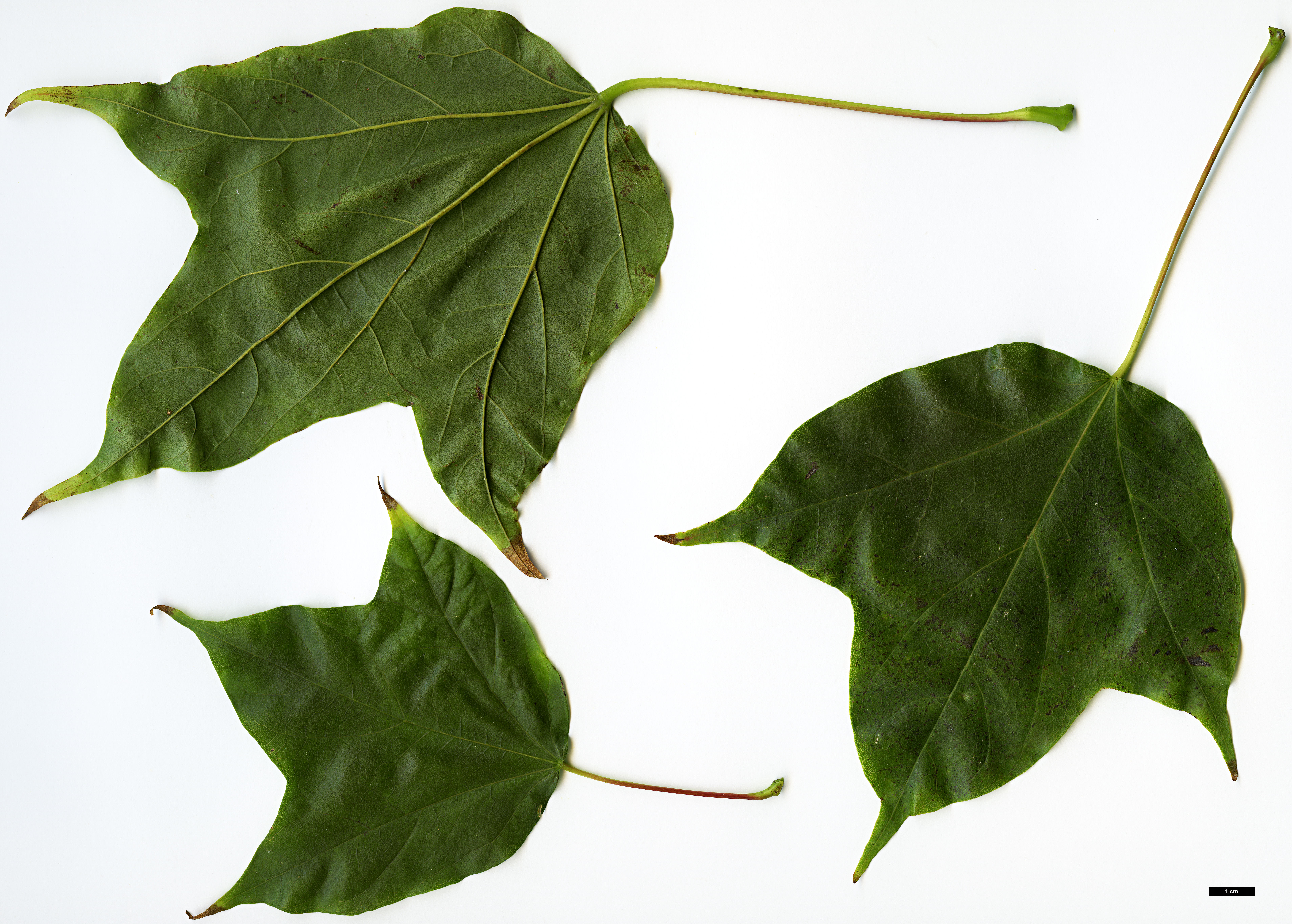 High resolution image: Family: Sapindaceae - Genus: Acer - Taxon: bodinieri