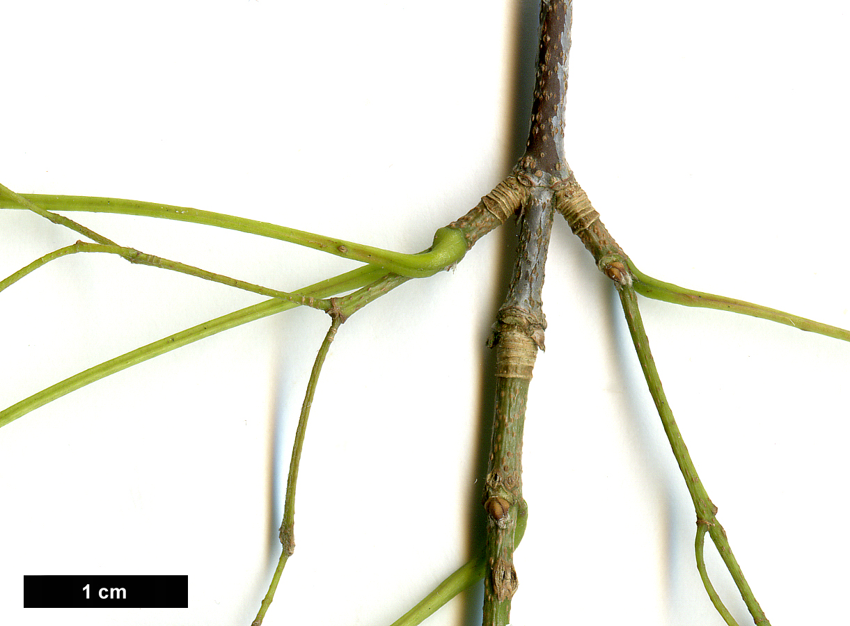 High resolution image: Family: Sapindaceae - Genus: Acer - Taxon: buergerianum