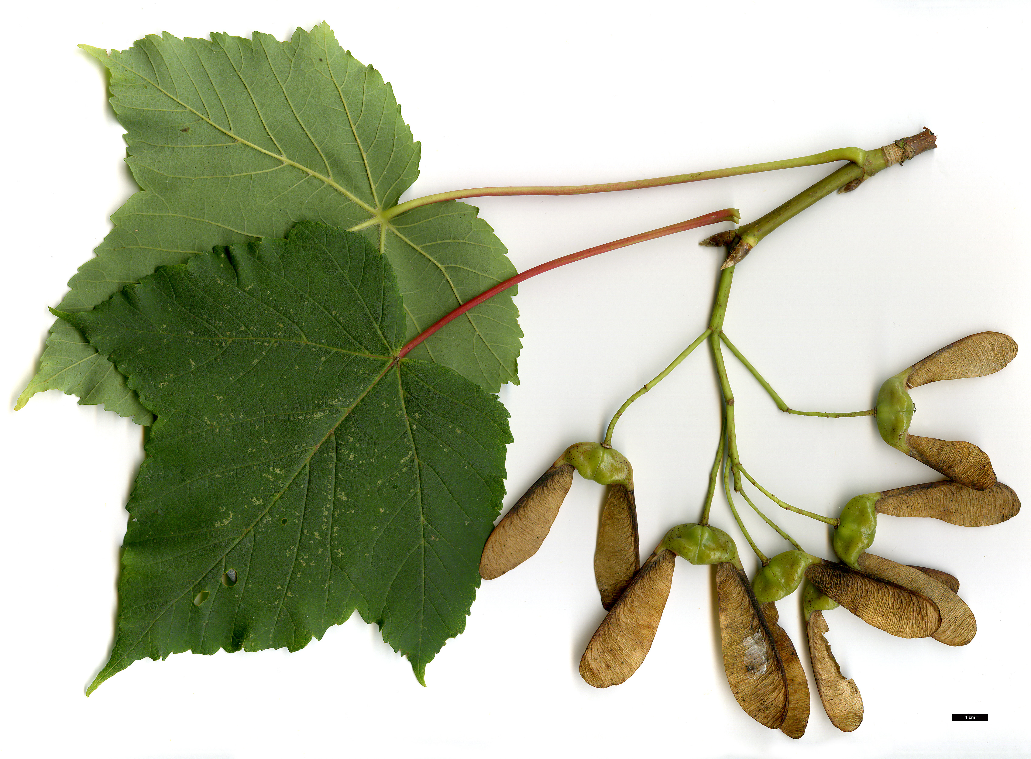 High resolution image: Family: Sapindaceae - Genus: Acer - Taxon: caesium