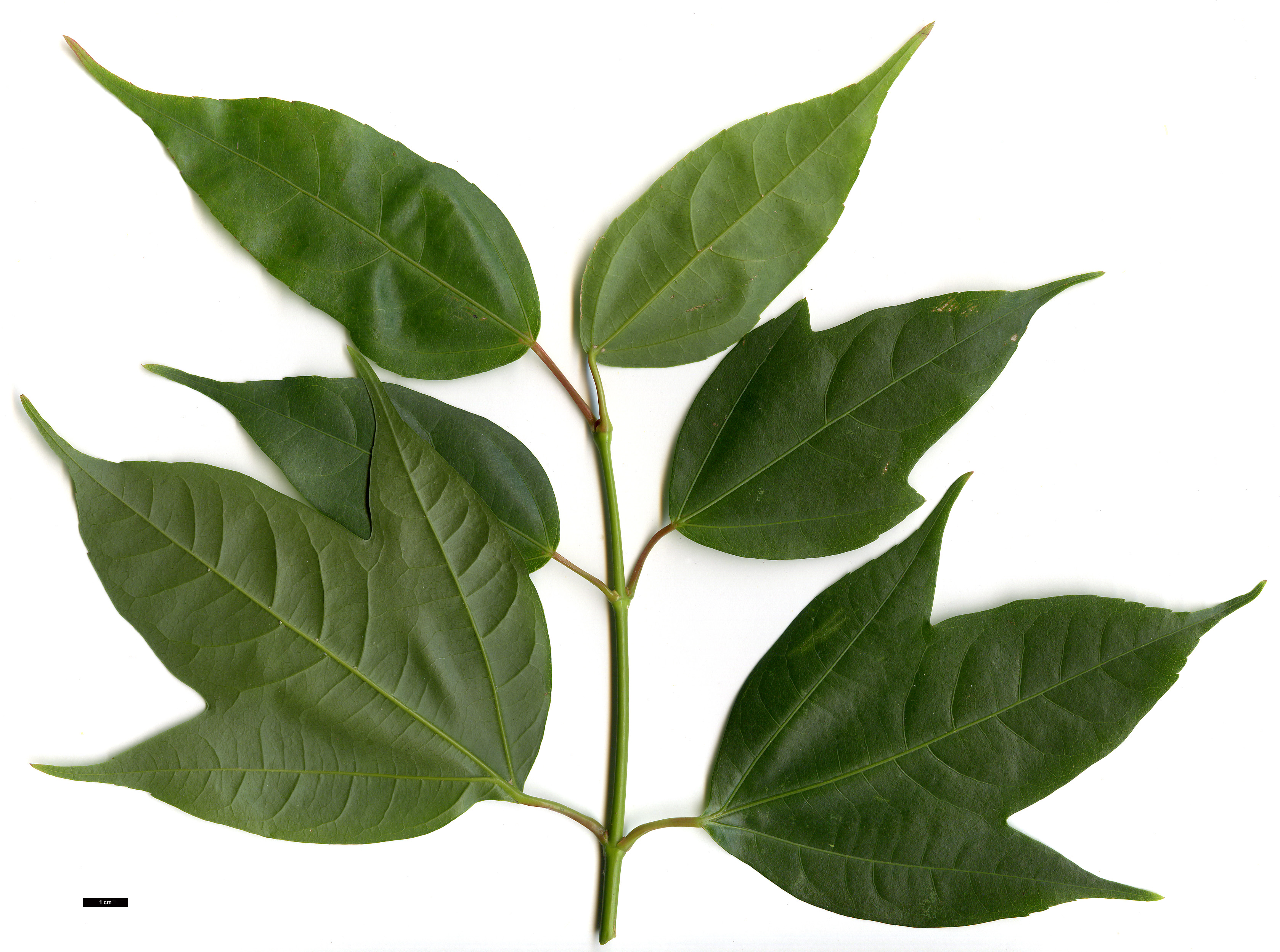 High resolution image: Family: Sapindaceae - Genus: Acer - Taxon: calcaratum