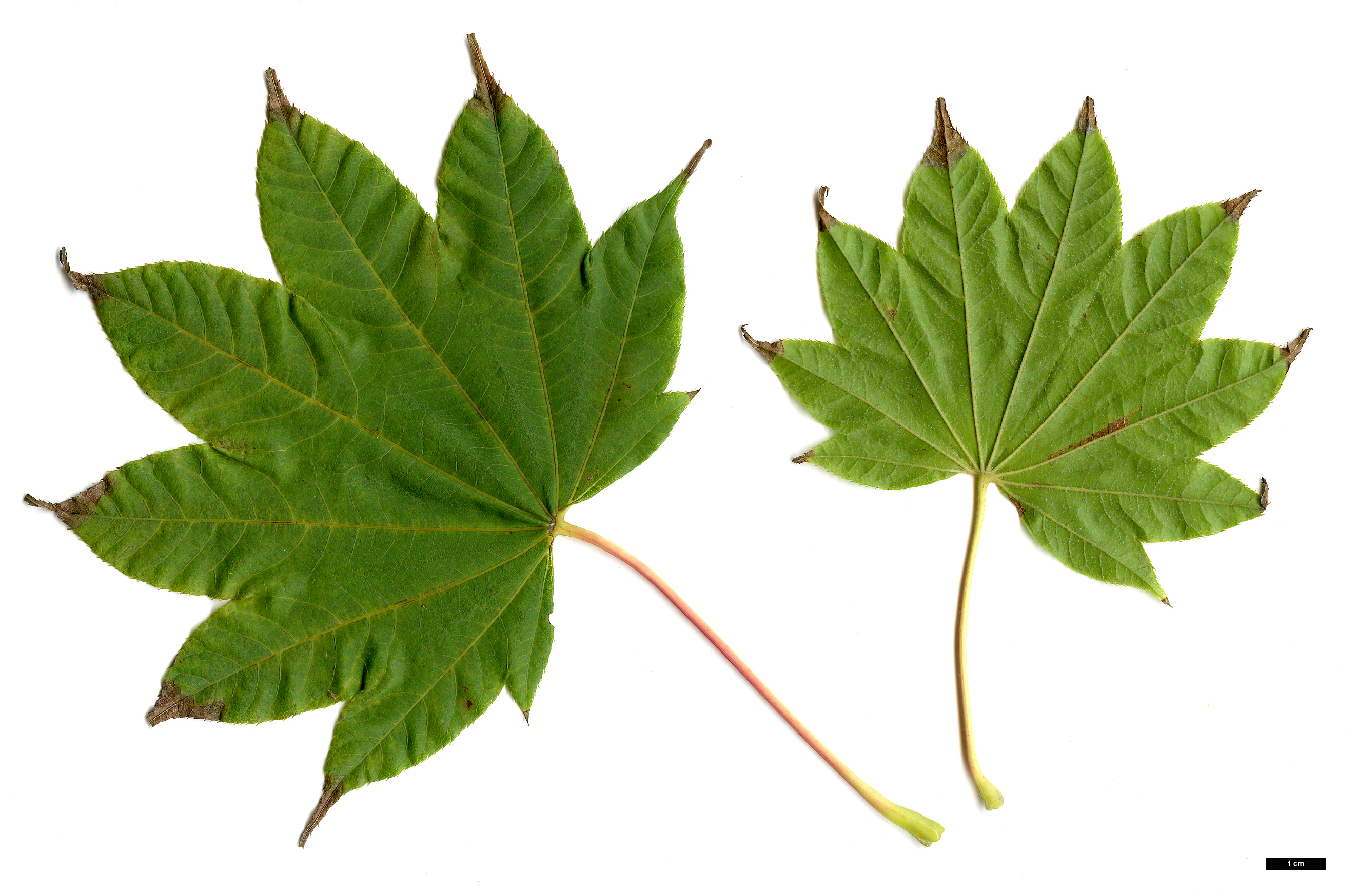 High resolution image: Family: Sapindaceae - Genus: Acer - Taxon: campbellii