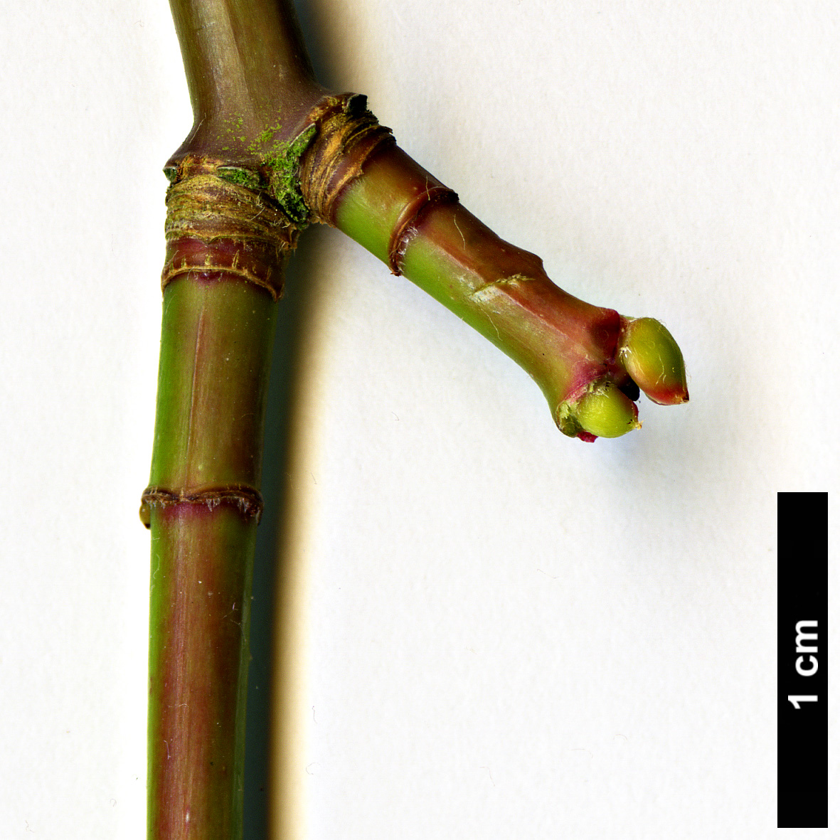 High resolution image: Family: Sapindaceae - Genus: Acer - Taxon: campbellii