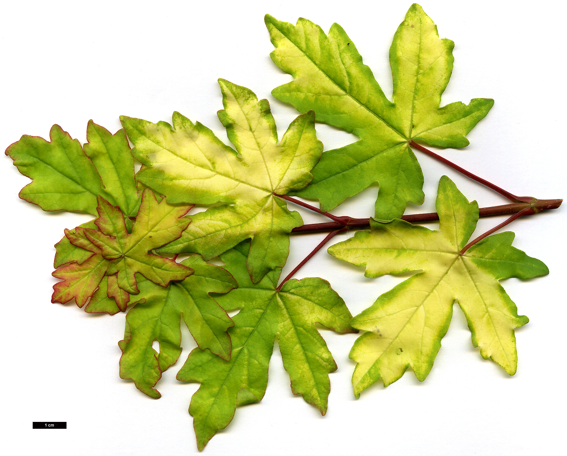 High resolution image: Family: Sapindaceae - Genus: Acer - Taxon: campestre - SpeciesSub: 'Postelense'