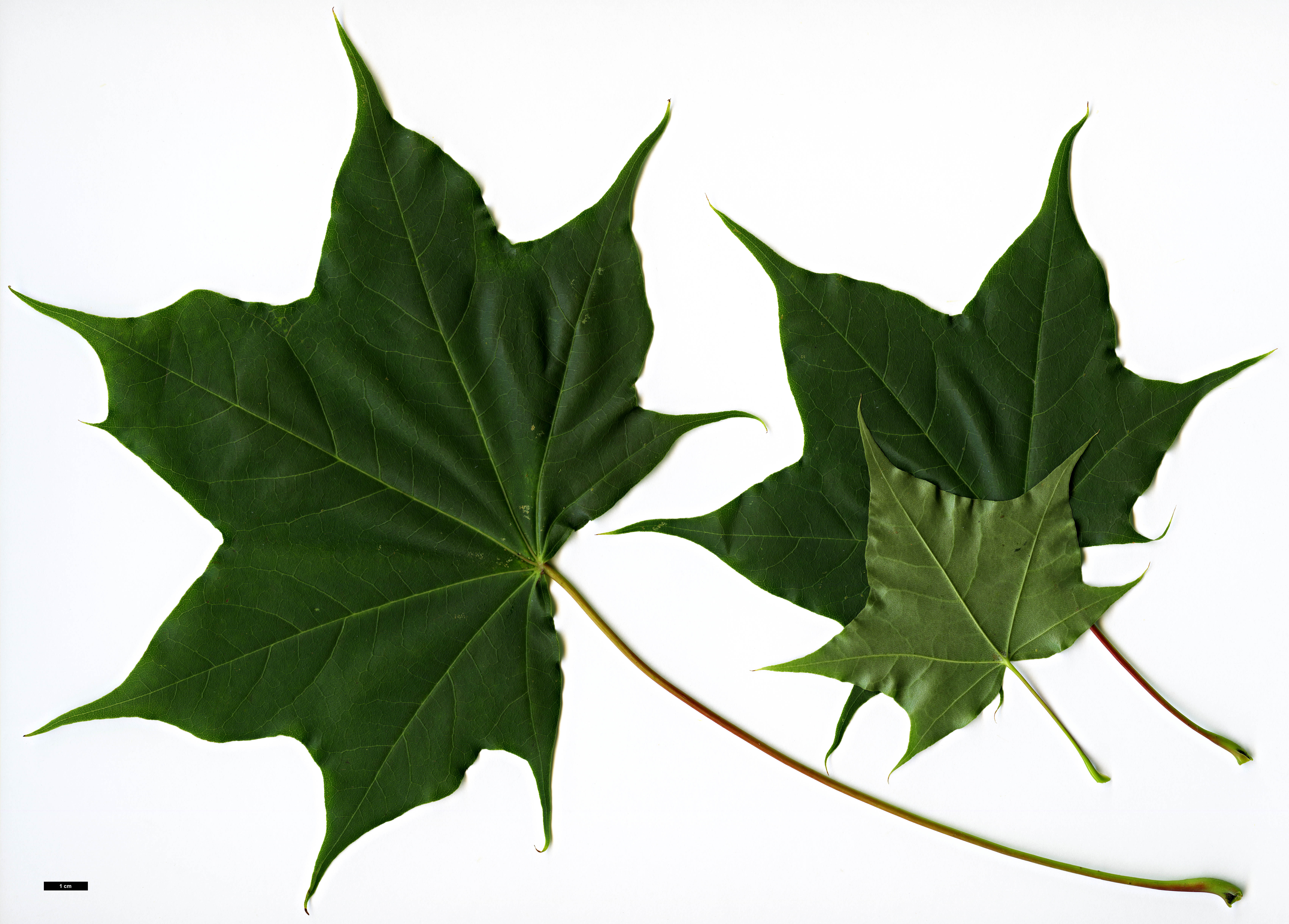 High resolution image: Family: Sapindaceae - Genus: Acer - Taxon: cappadocicum