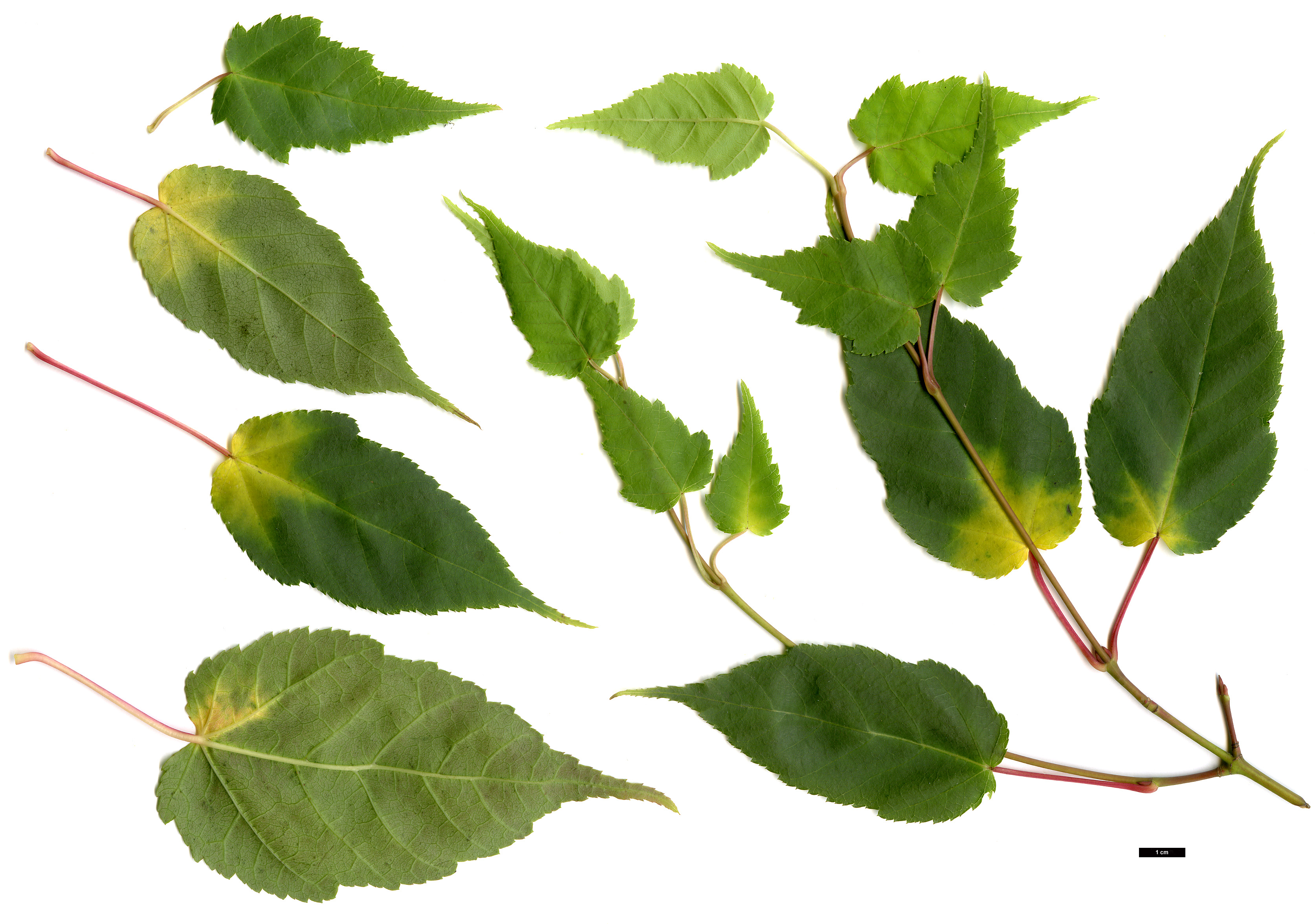 High resolution image: Family: Sapindaceae - Genus: Acer - Taxon: caudatifolium