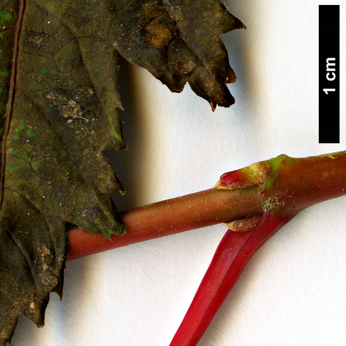 High resolution image: Family: Sapindaceae - Genus: Acer - Taxon: caudatum