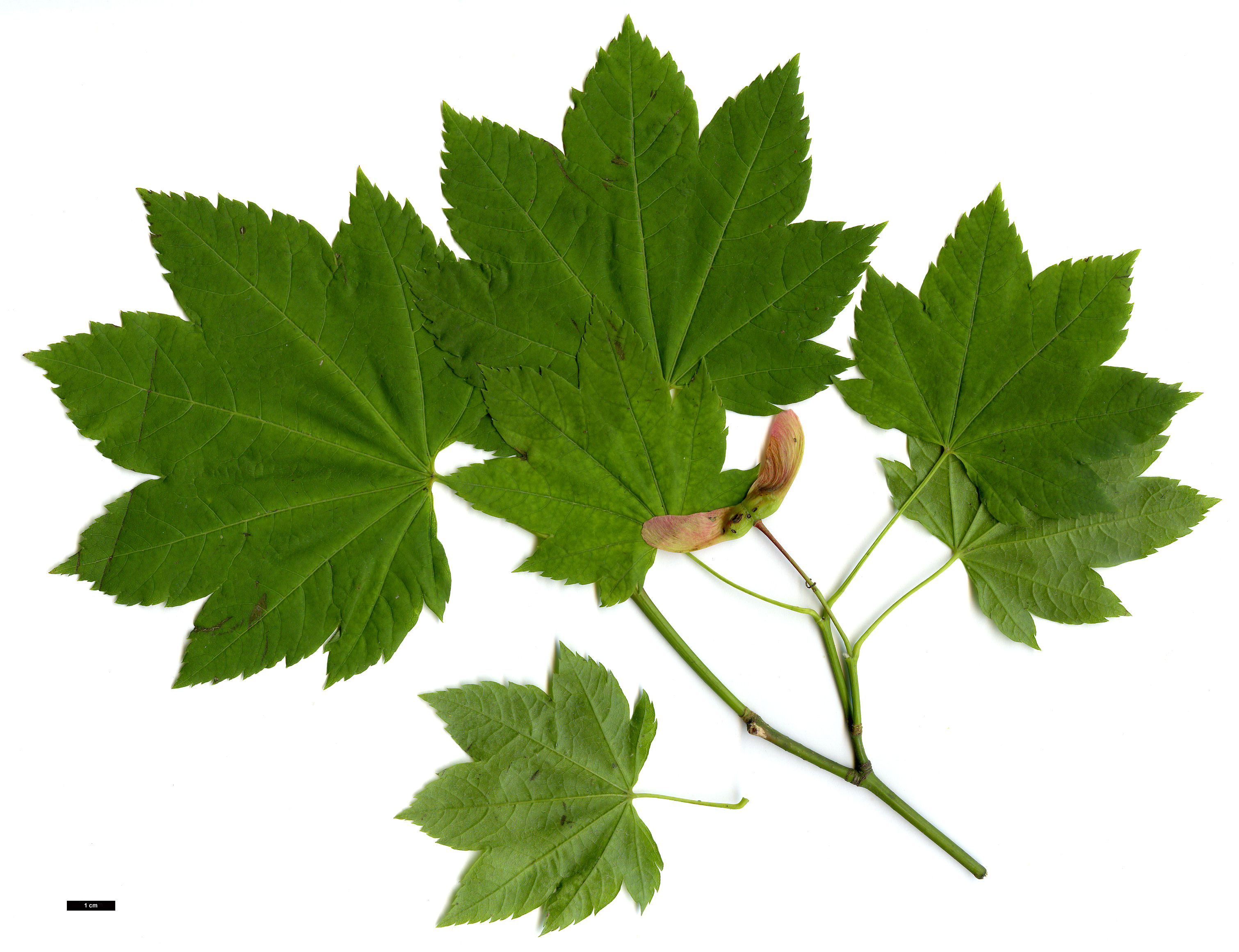 High resolution image: Family: Sapindaceae - Genus: Acer - Taxon: circinatum