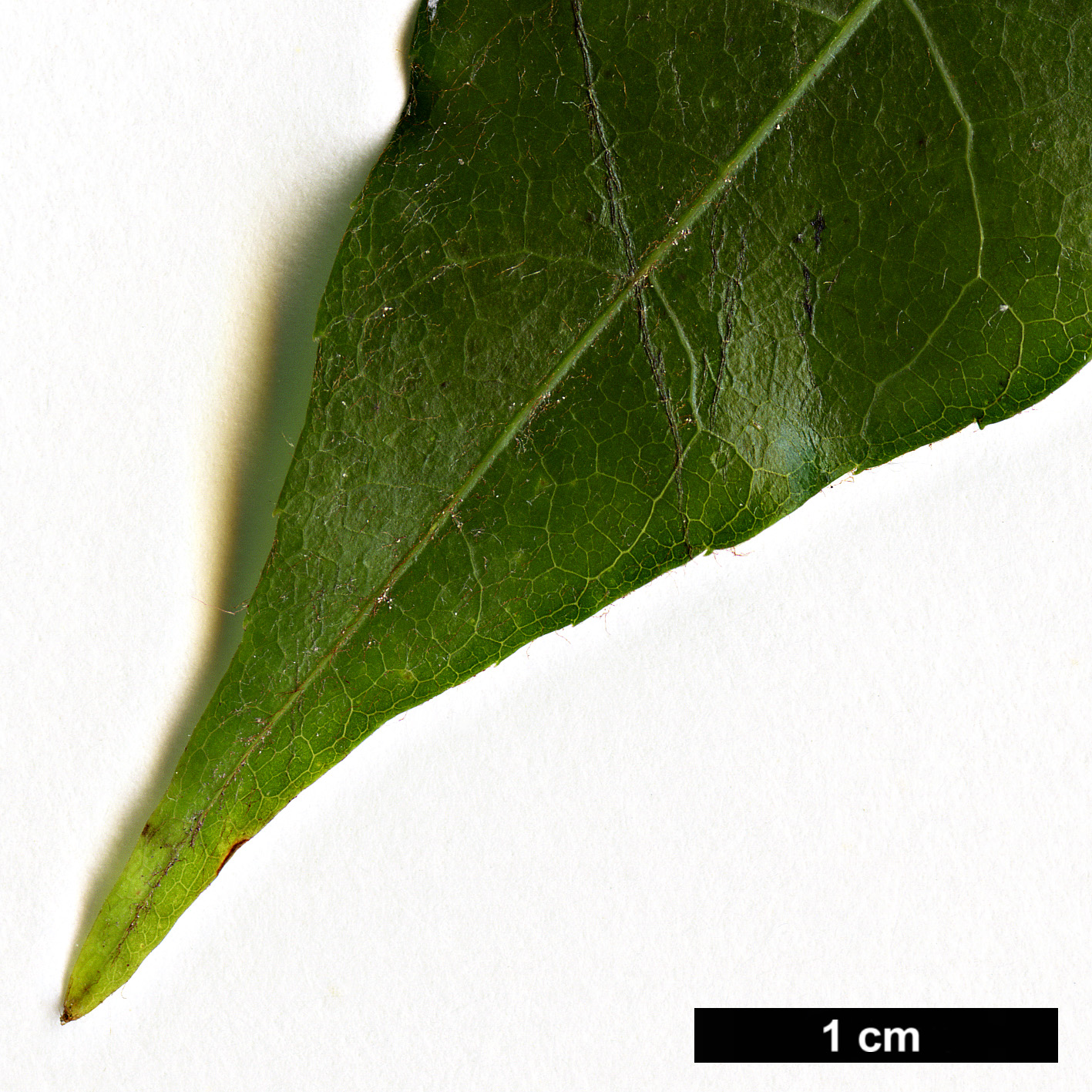 High resolution image: Family: Sapindaceae - Genus: Acer - Taxon: cordatum