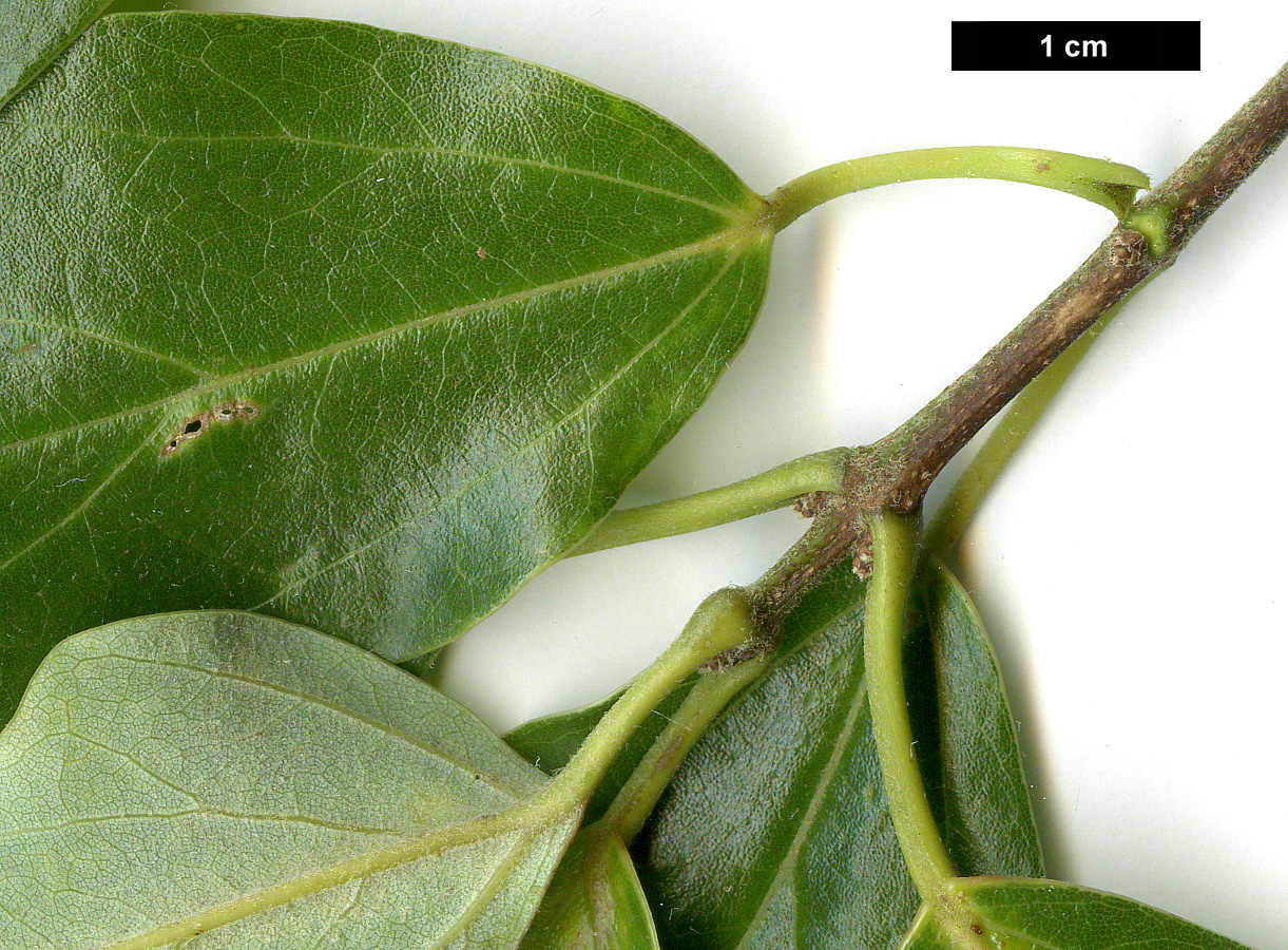 High resolution image: Family: Sapindaceae - Genus: Acer - Taxon: coriaceifolium