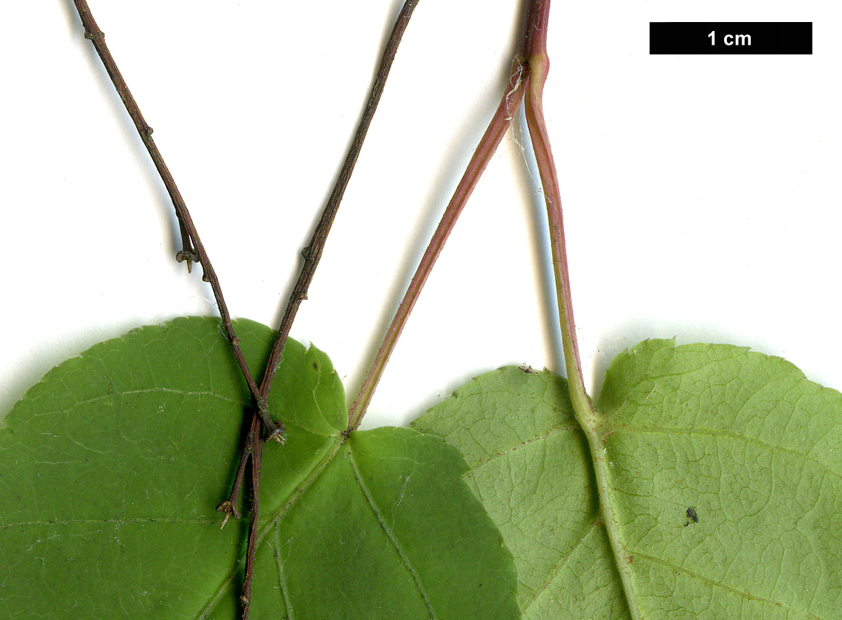 High resolution image: Family: Sapindaceae - Genus: Acer - Taxon: crataegifolium