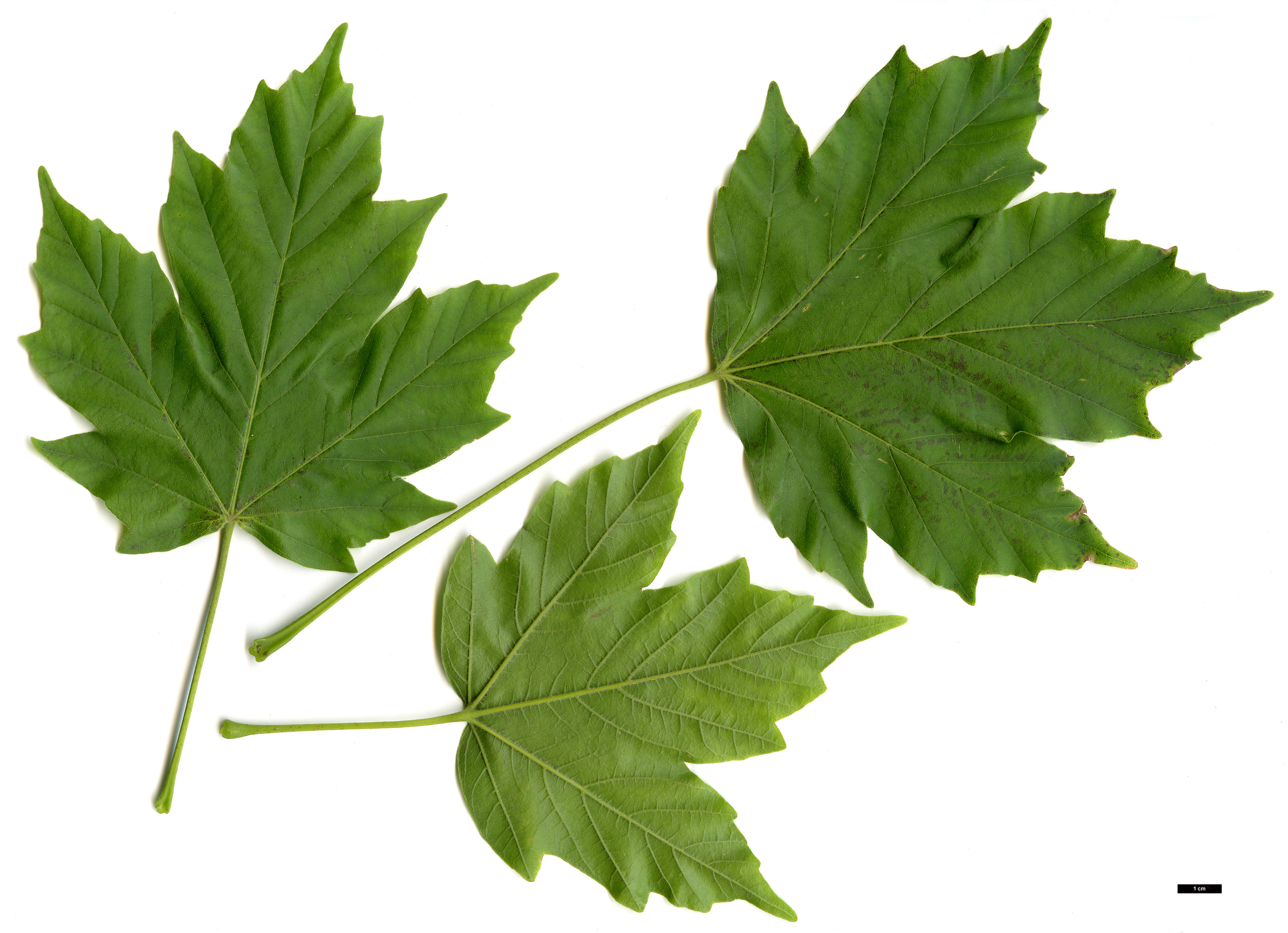 High resolution image: Family: Sapindaceae - Genus: Acer - Taxon: diabolicum