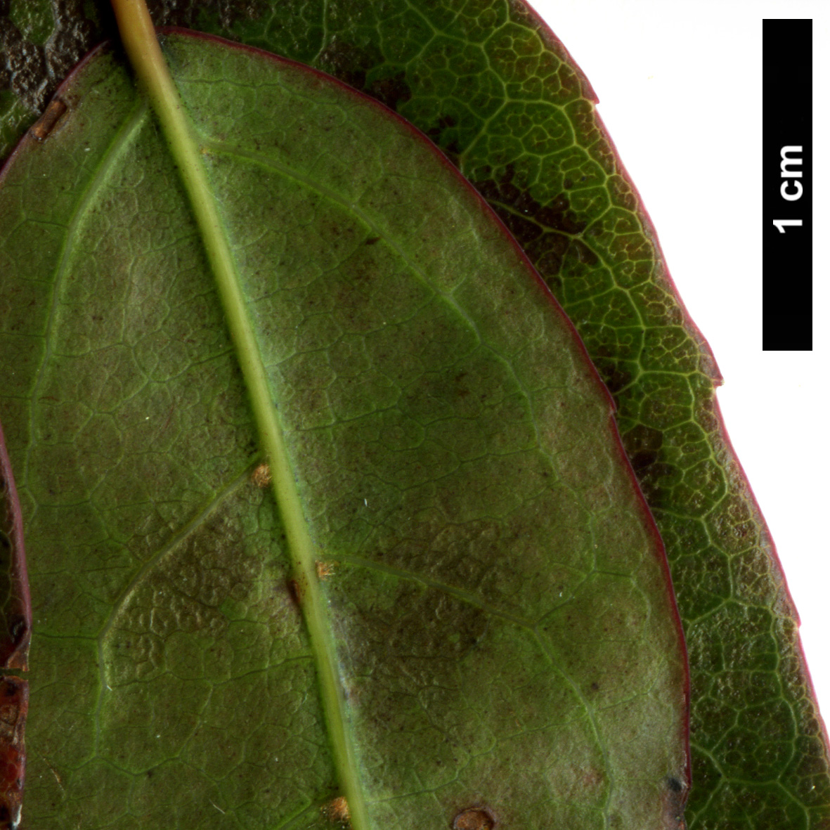High resolution image: Family: Sapindaceae - Genus: Acer - Taxon: fabri