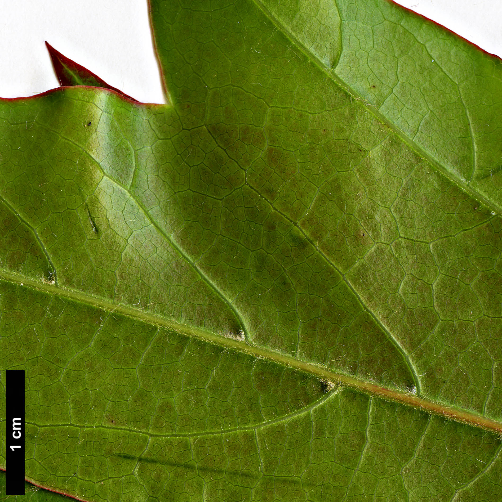 High resolution image: Family: Sapindaceae - Genus: Acer - Taxon: fenzelianum