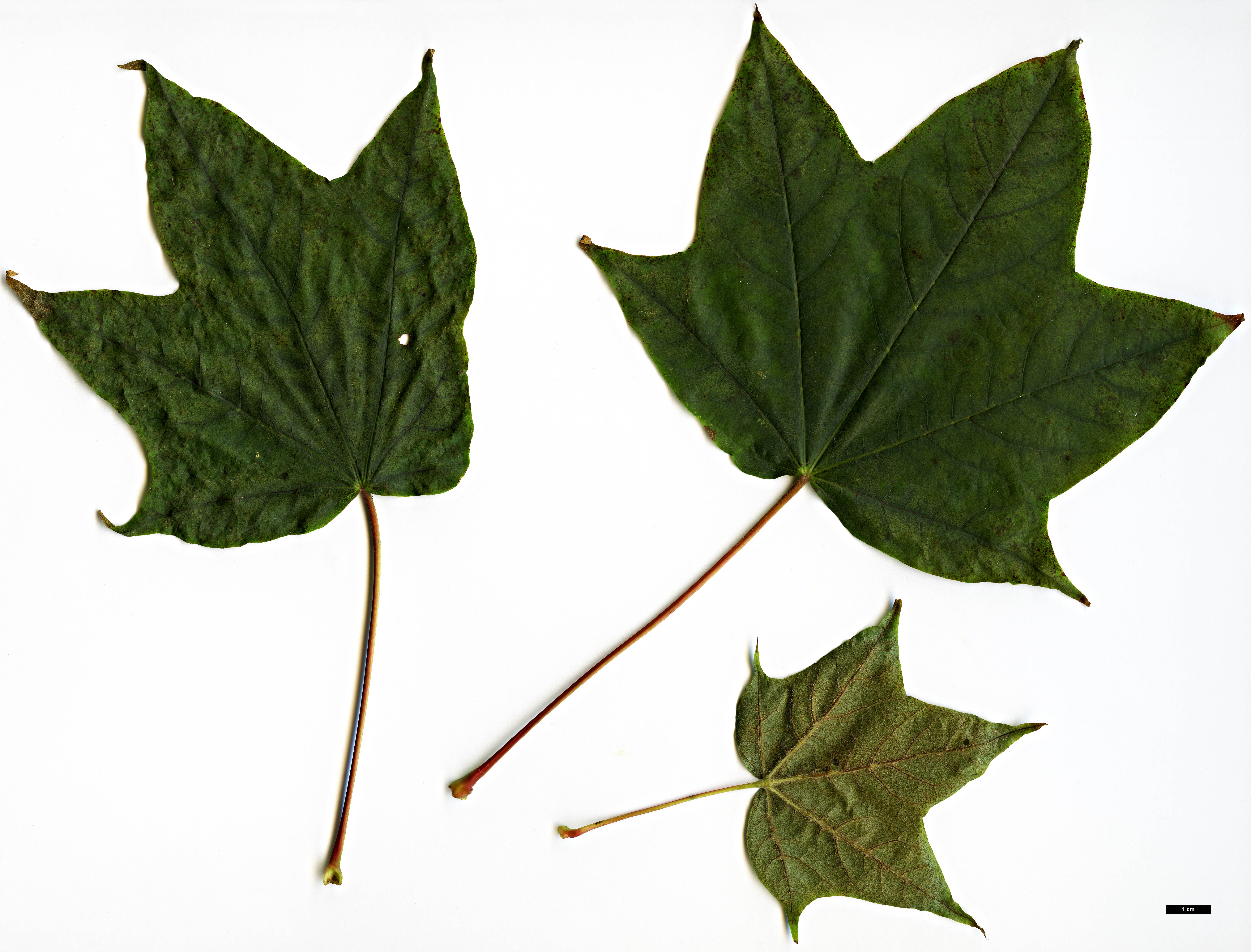 High resolution image: Family: Sapindaceae - Genus: Acer - Taxon: fulvescens