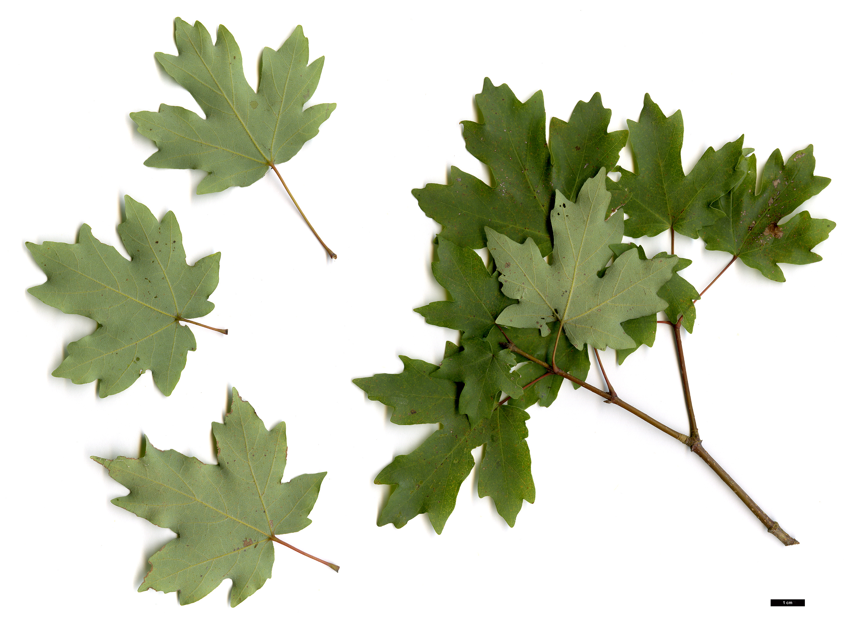 High resolution image: Family: Sapindaceae - Genus: Acer - Taxon: grandidentatum