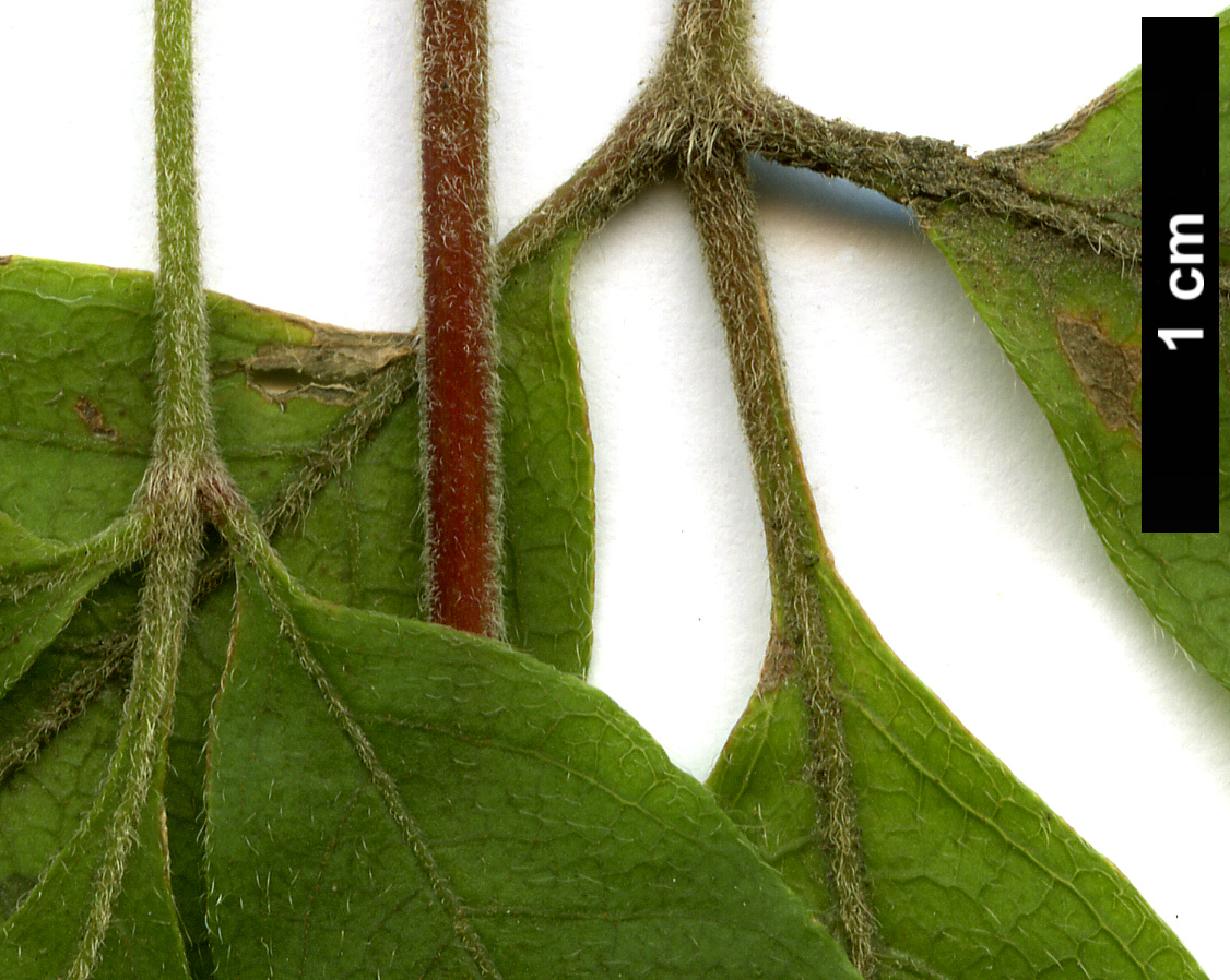 High resolution image: Family: Sapindaceae - Genus: Acer - Taxon: henryi