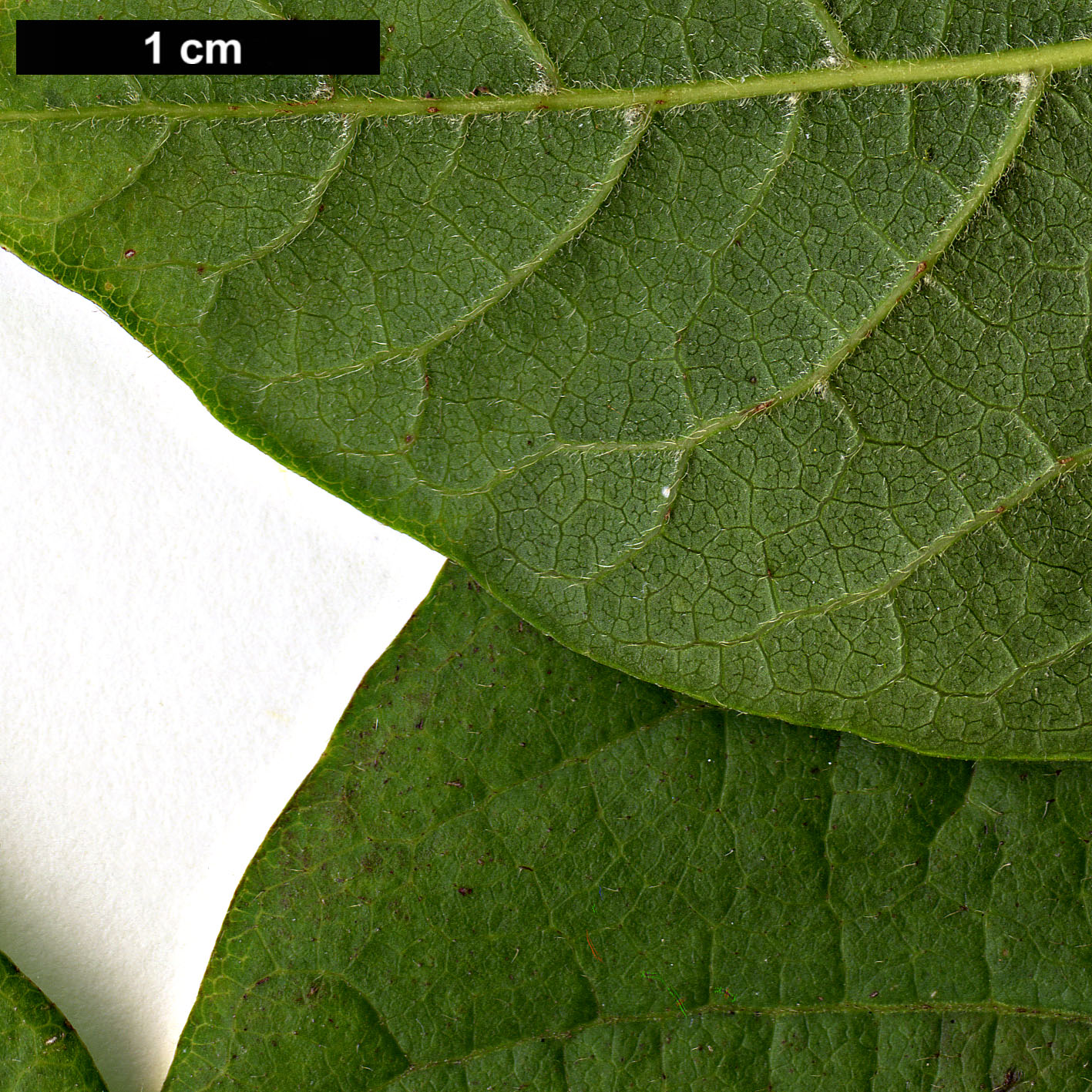 High resolution image: Family: Sapindaceae - Genus: Acer - Taxon: henryi