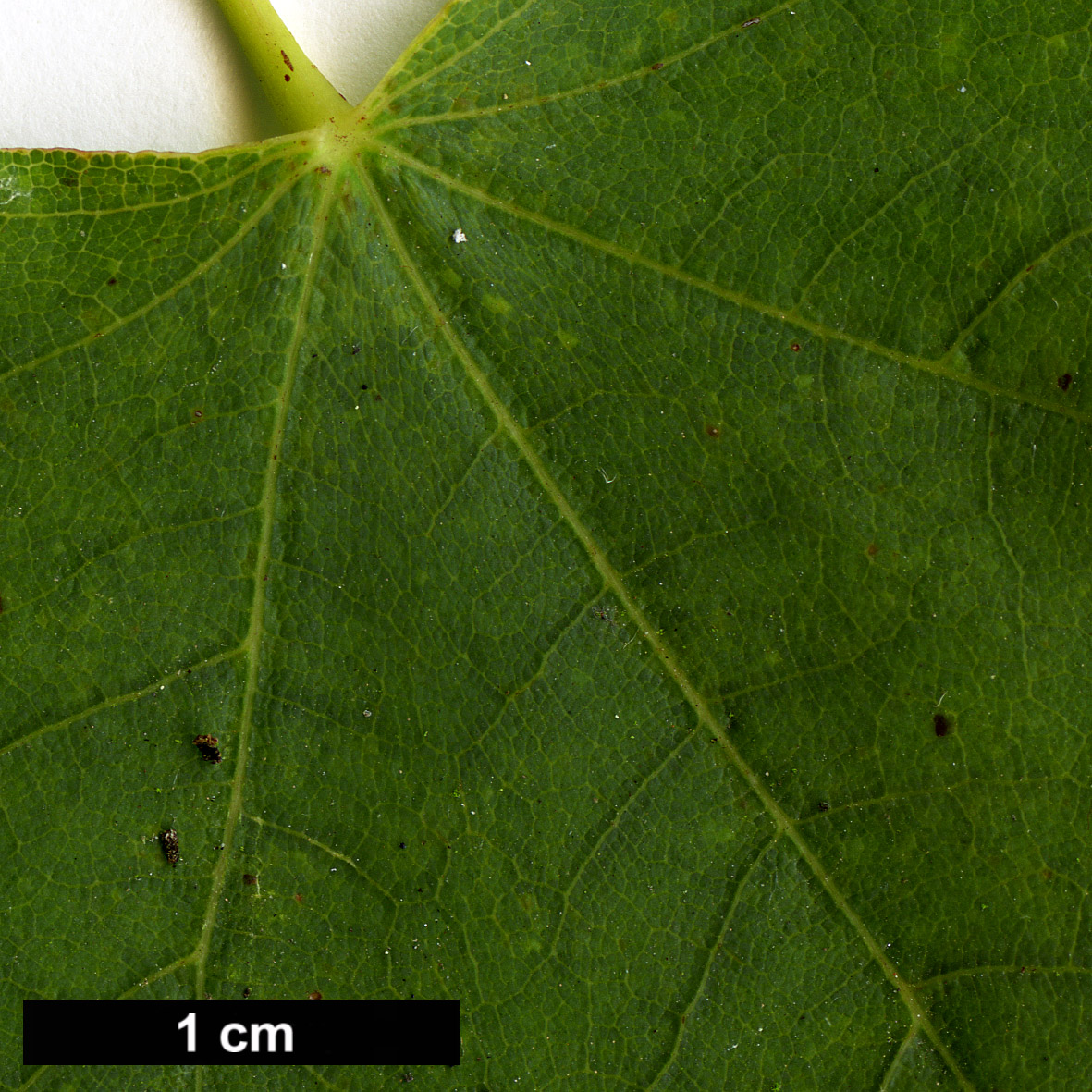 High resolution image: Family: Sapindaceae - Genus: Acer - Taxon: hyrcanum