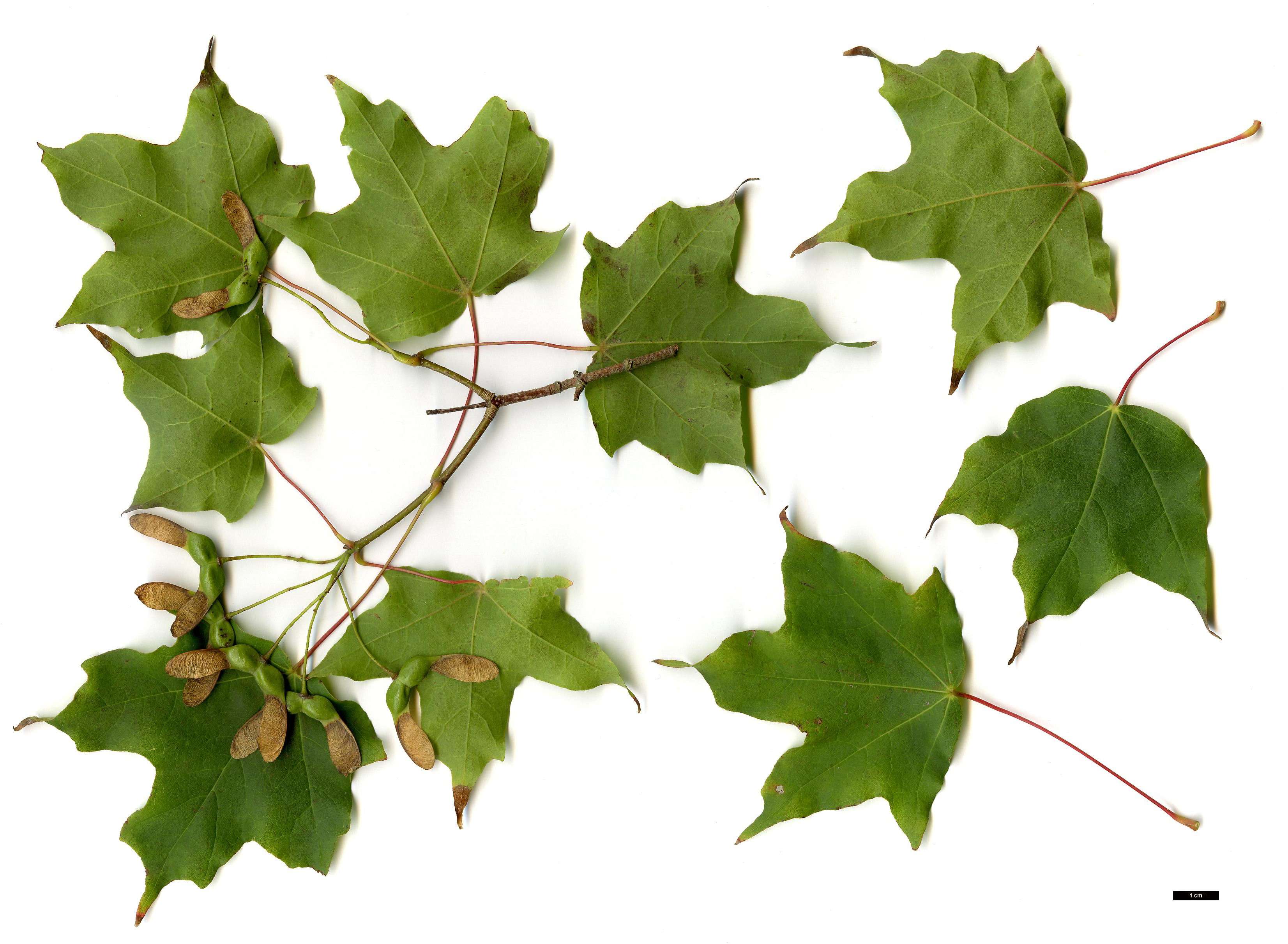 High resolution image: Family: Sapindaceae - Genus: Acer - Taxon: leucoderme