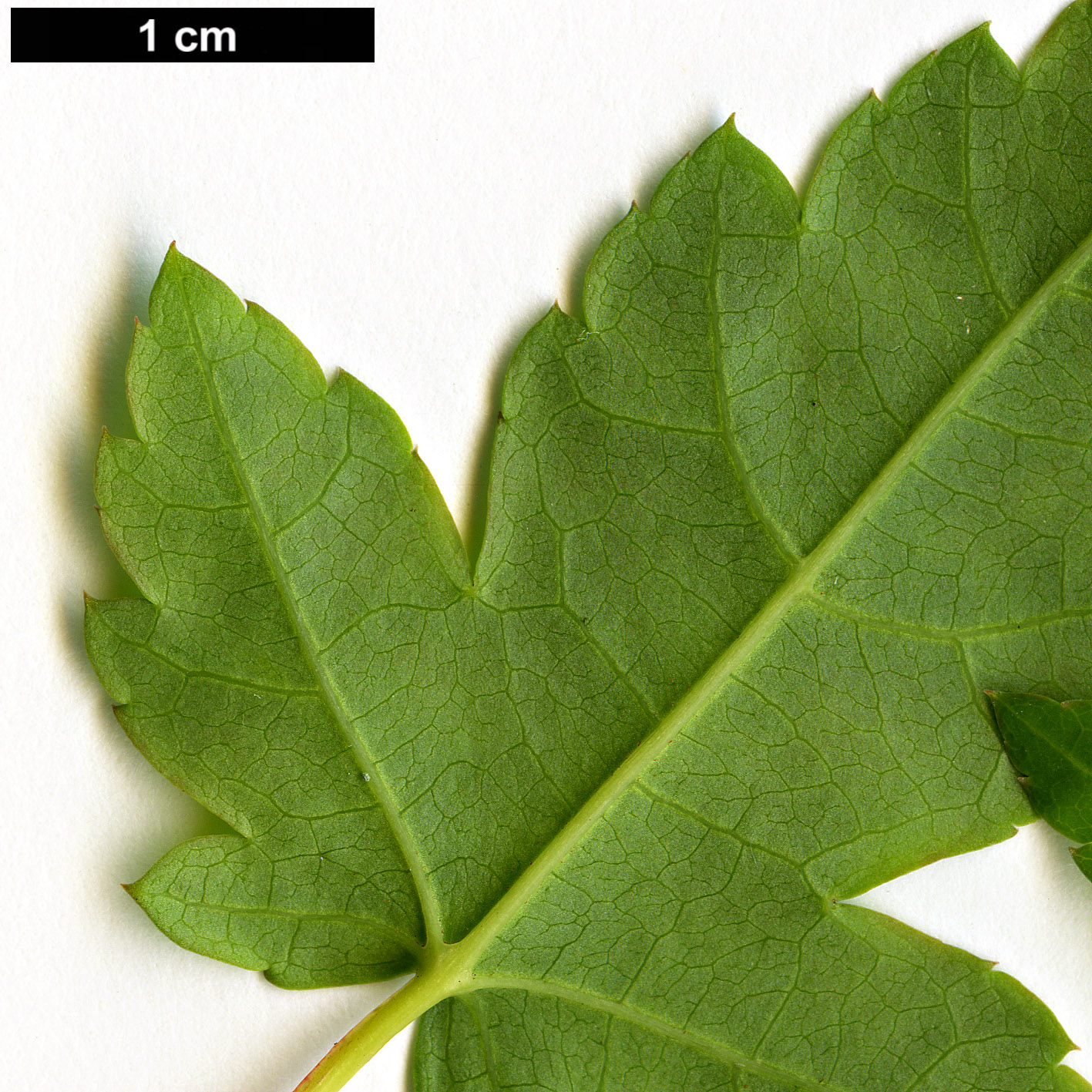 High resolution image: Family: Sapindaceae - Genus: Acer - Taxon: micranthum