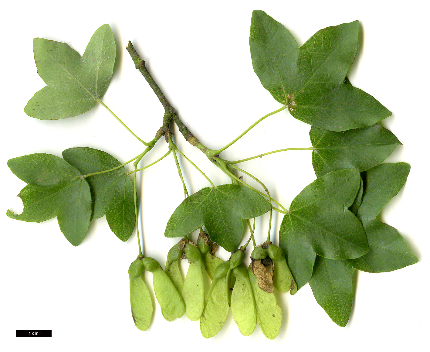 High resolution image: Family: Sapindaceae - Genus: Acer - Taxon: monspessulanum