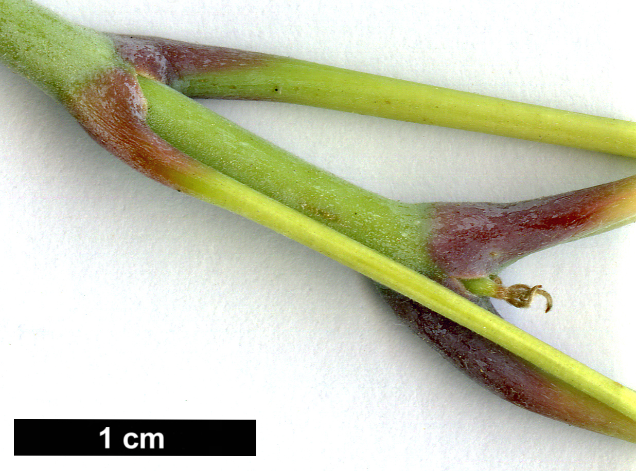 High resolution image: Family: Sapindaceae - Genus: Acer - Taxon: negundo - SpeciesSub: 'Auratum'