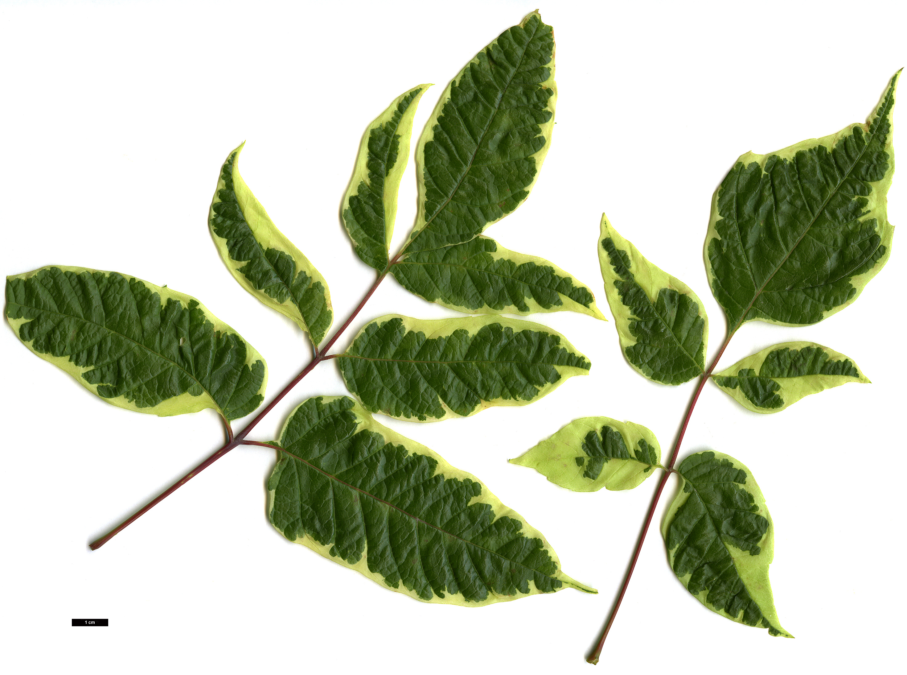 High resolution image: Family: Sapindaceae - Genus: Acer - Taxon: negundo - SpeciesSub: 'Elegans'