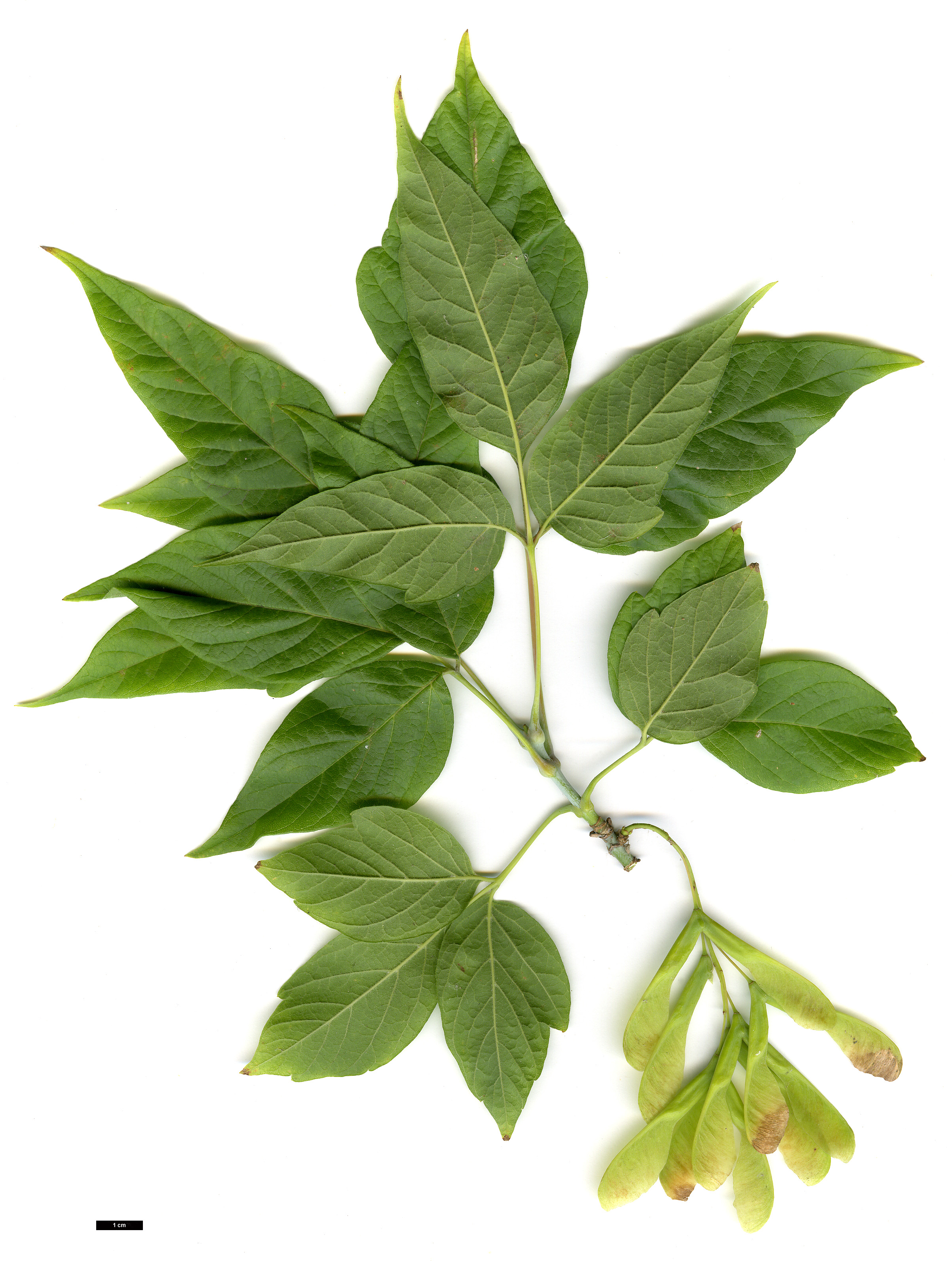 High resolution image: Family: Sapindaceae - Genus: Acer - Taxon: negundo