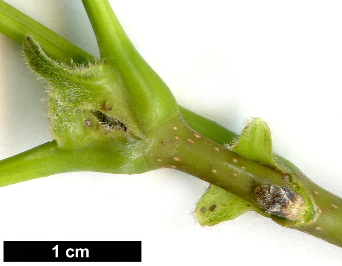 High resolution image: Family: Sapindaceae - Genus: Acer - Taxon: nigrum