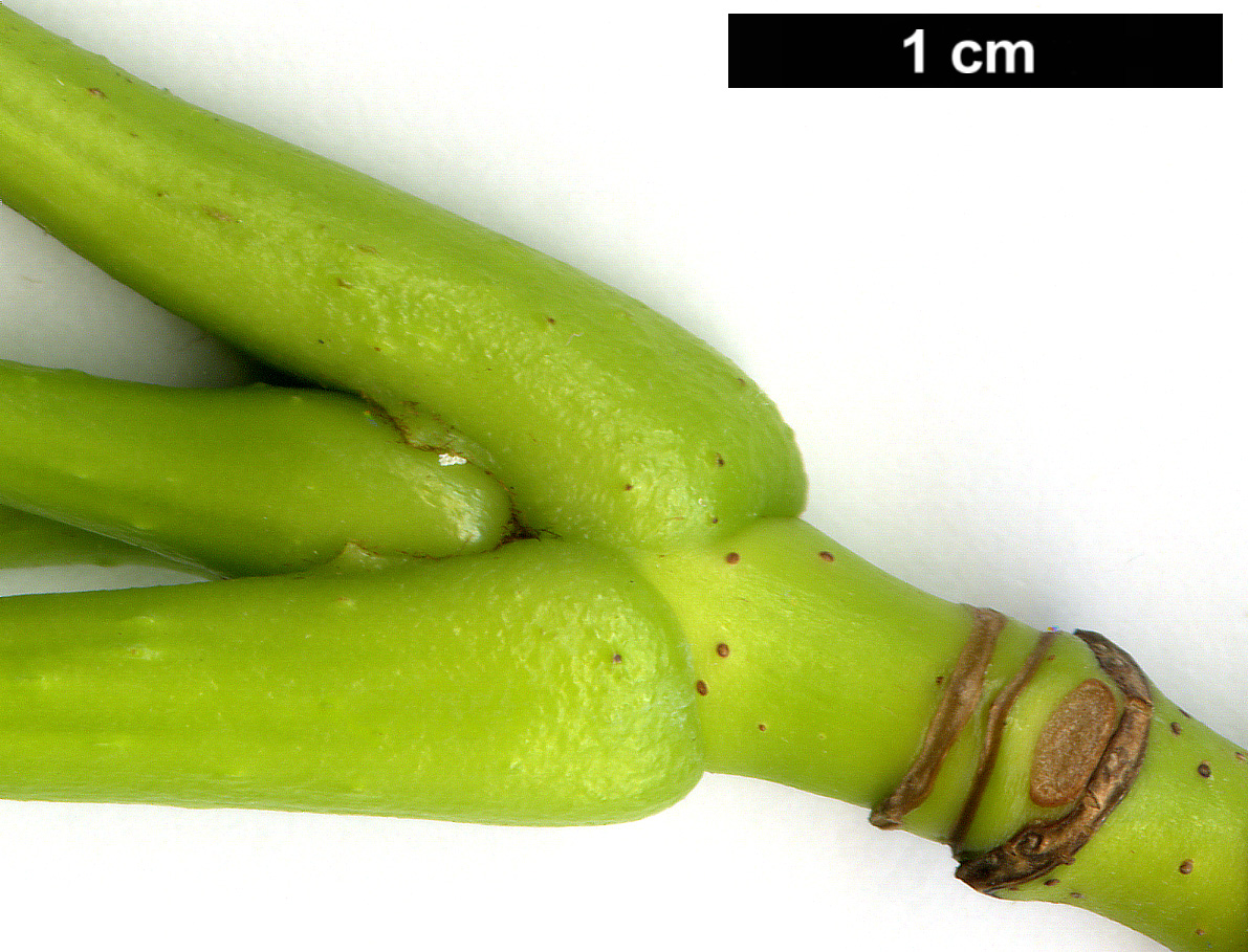 High resolution image: Family: Sapindaceae - Genus: Acer - Taxon: nipponicum