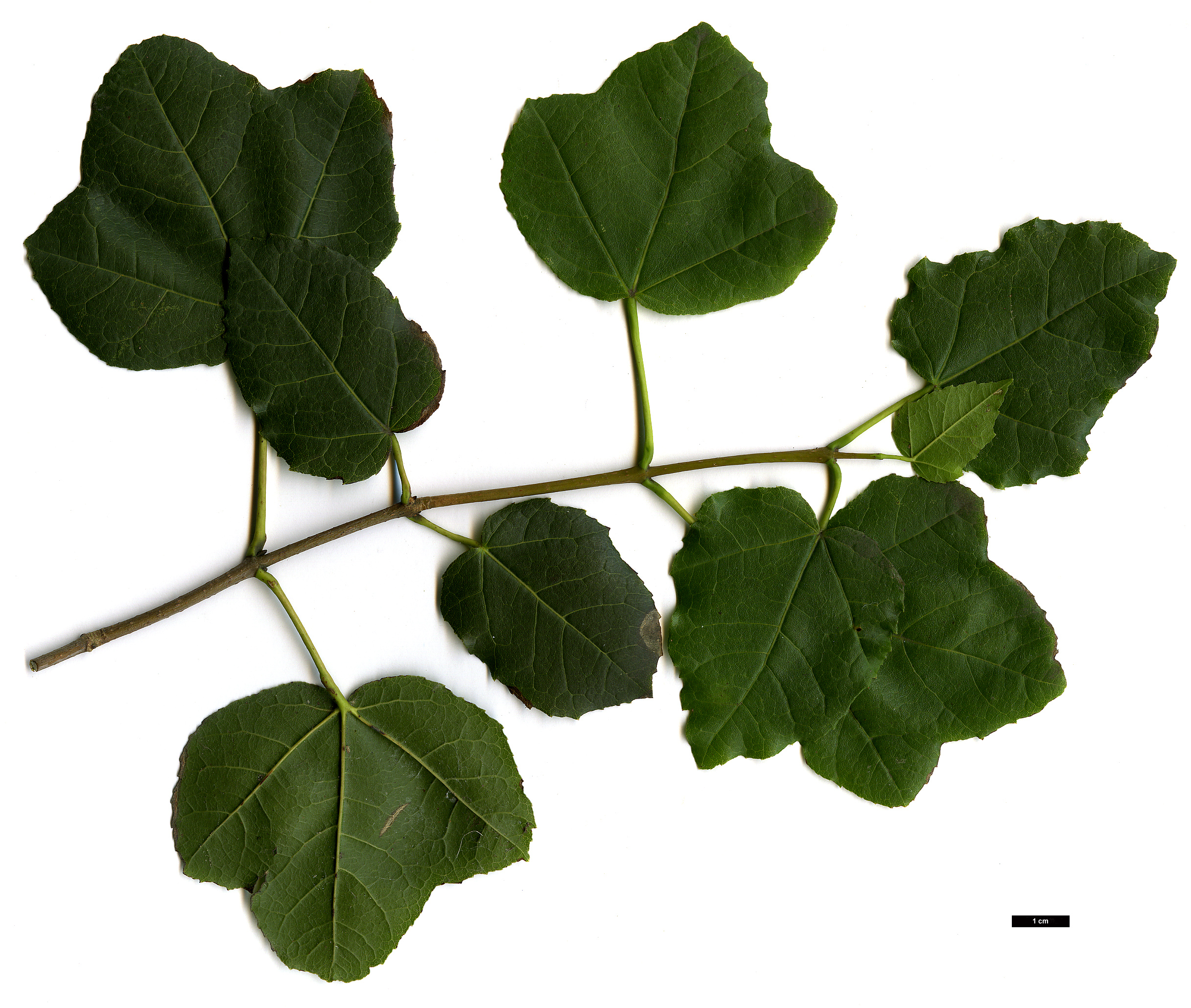 High resolution image: Family: Sapindaceae - Genus: Acer - Taxon: obtusifolium