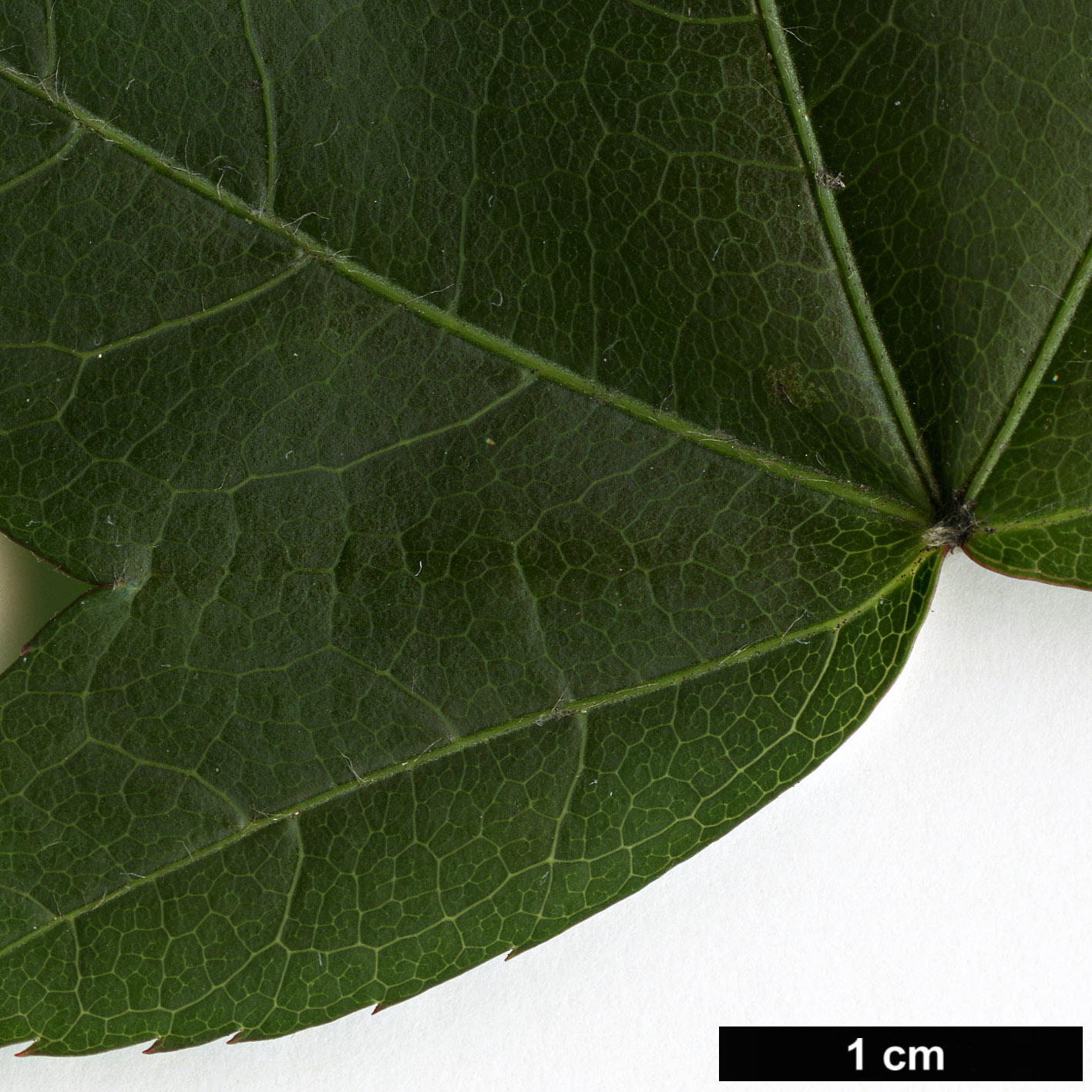 High resolution image: Family: Sapindaceae - Genus: Acer - Taxon: oliverianum