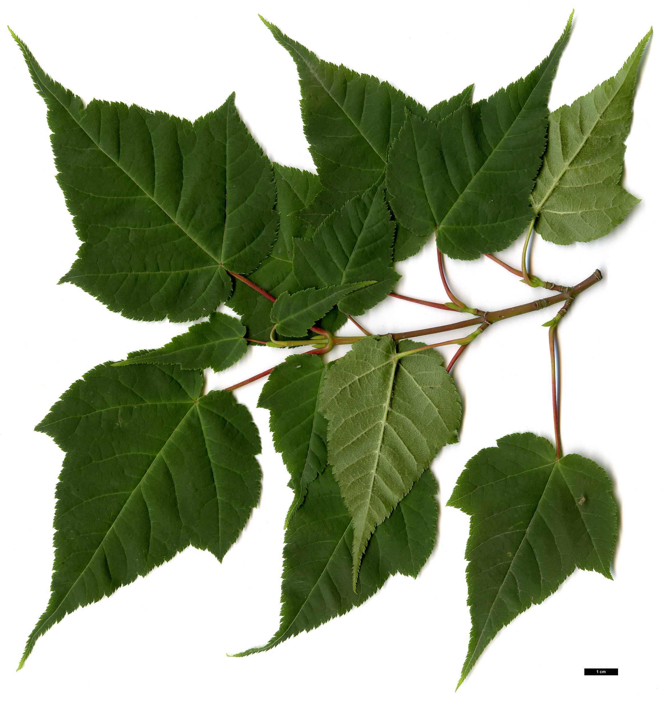 High resolution image: Family: Sapindaceae - Genus: Acer - Taxon: pectinatum