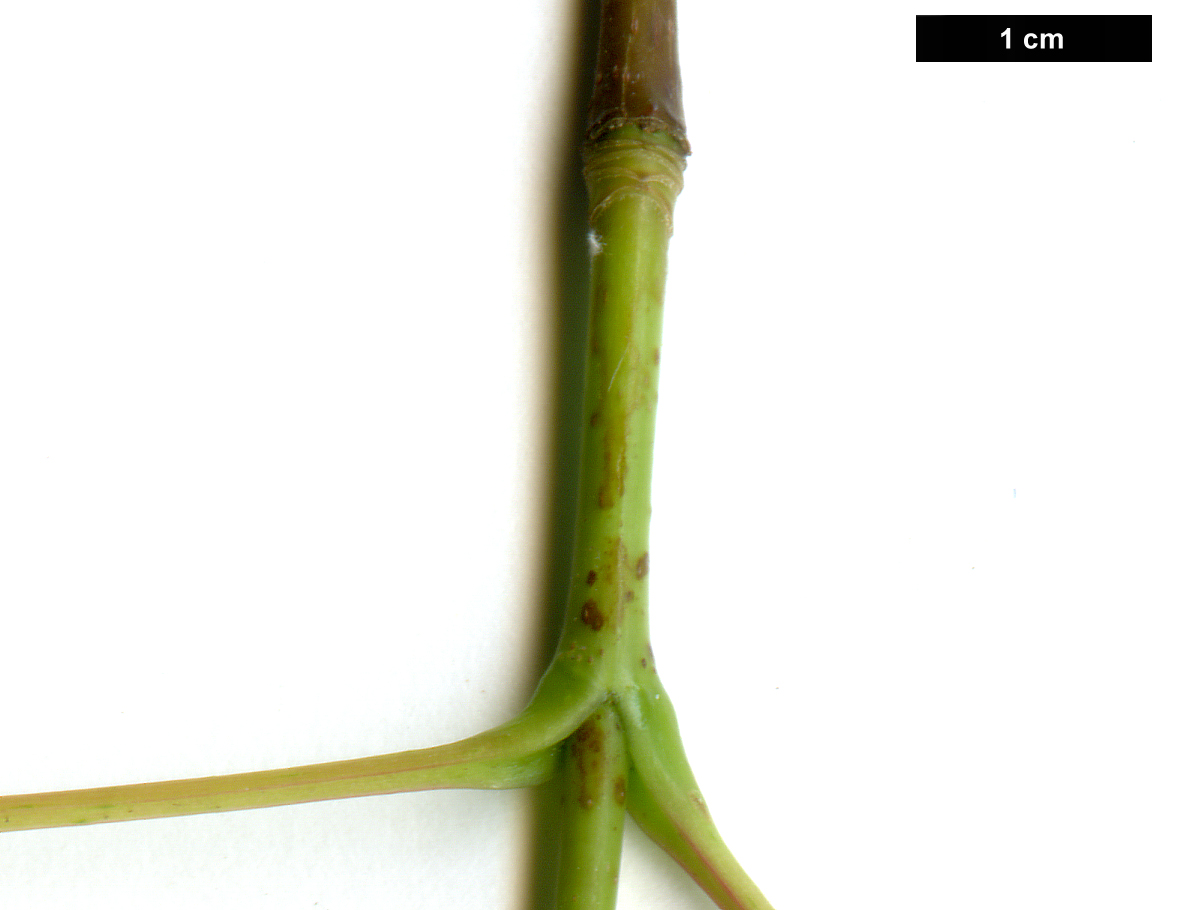 High resolution image: Family: Sapindaceae - Genus: Acer - Taxon: pentaphyllum