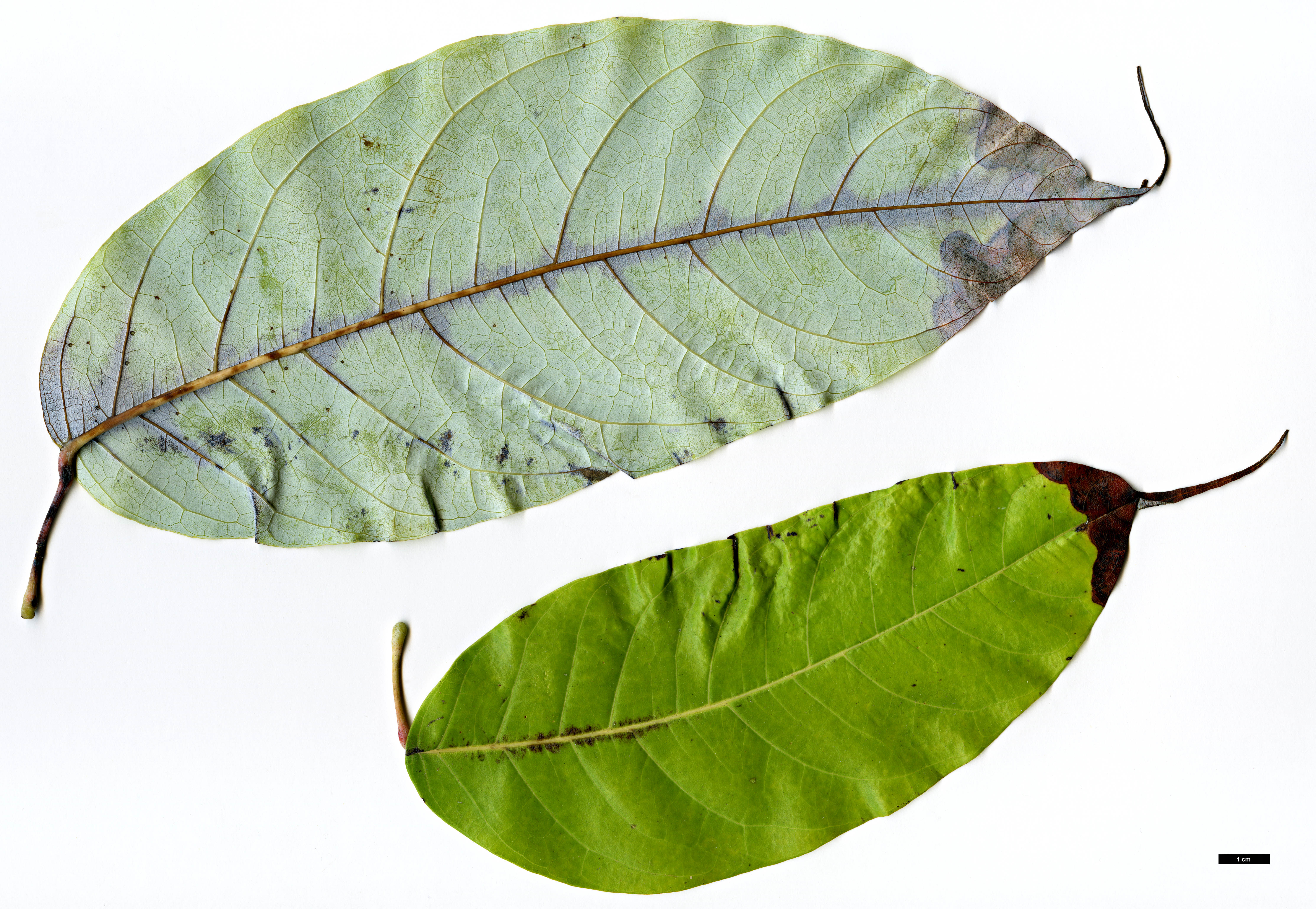 High resolution image: Family: Sapindaceae - Genus: Acer - Taxon: pinnatinervium