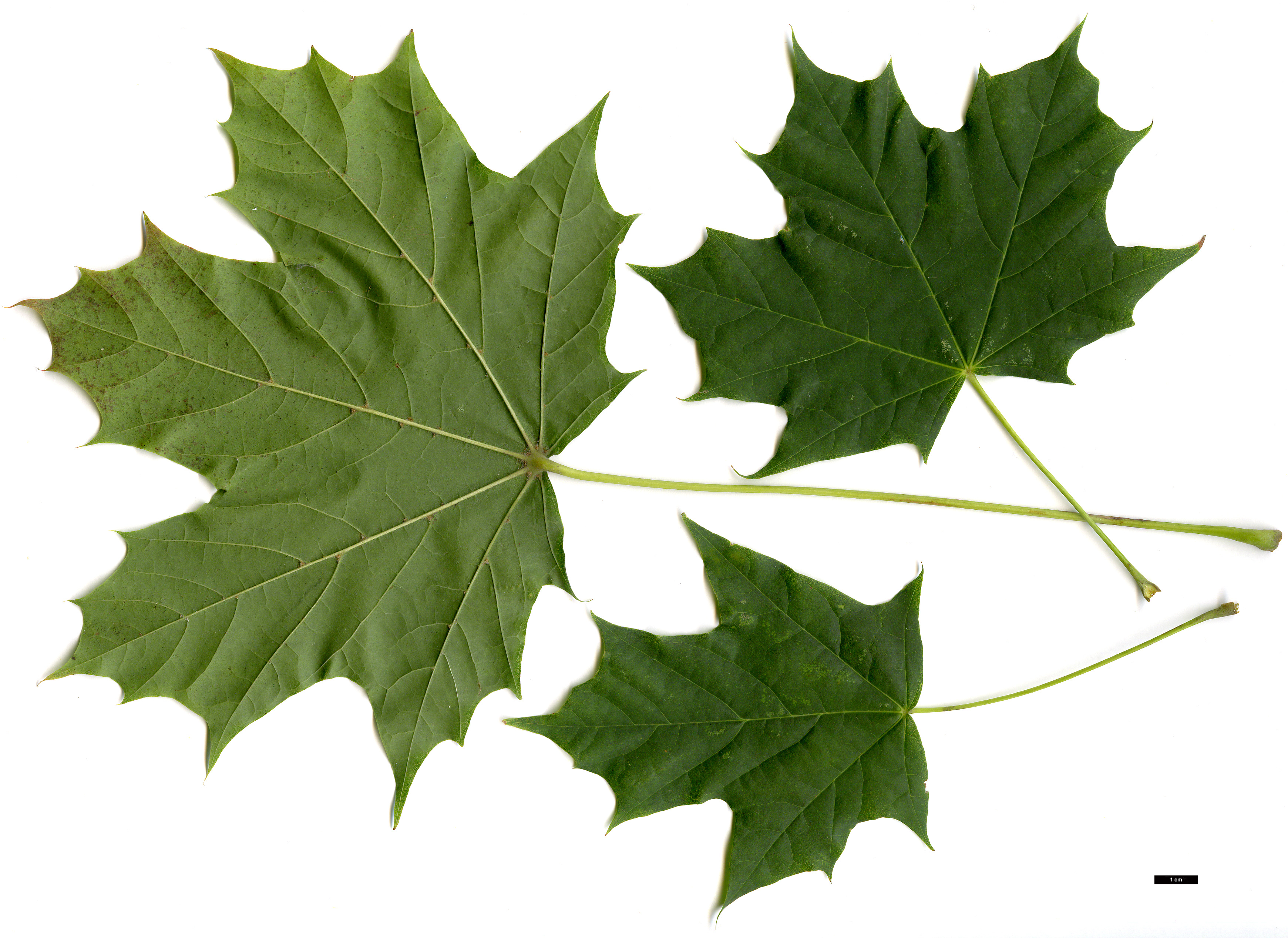 High resolution image: Family: Sapindaceae - Genus: Acer - Taxon: platanoides