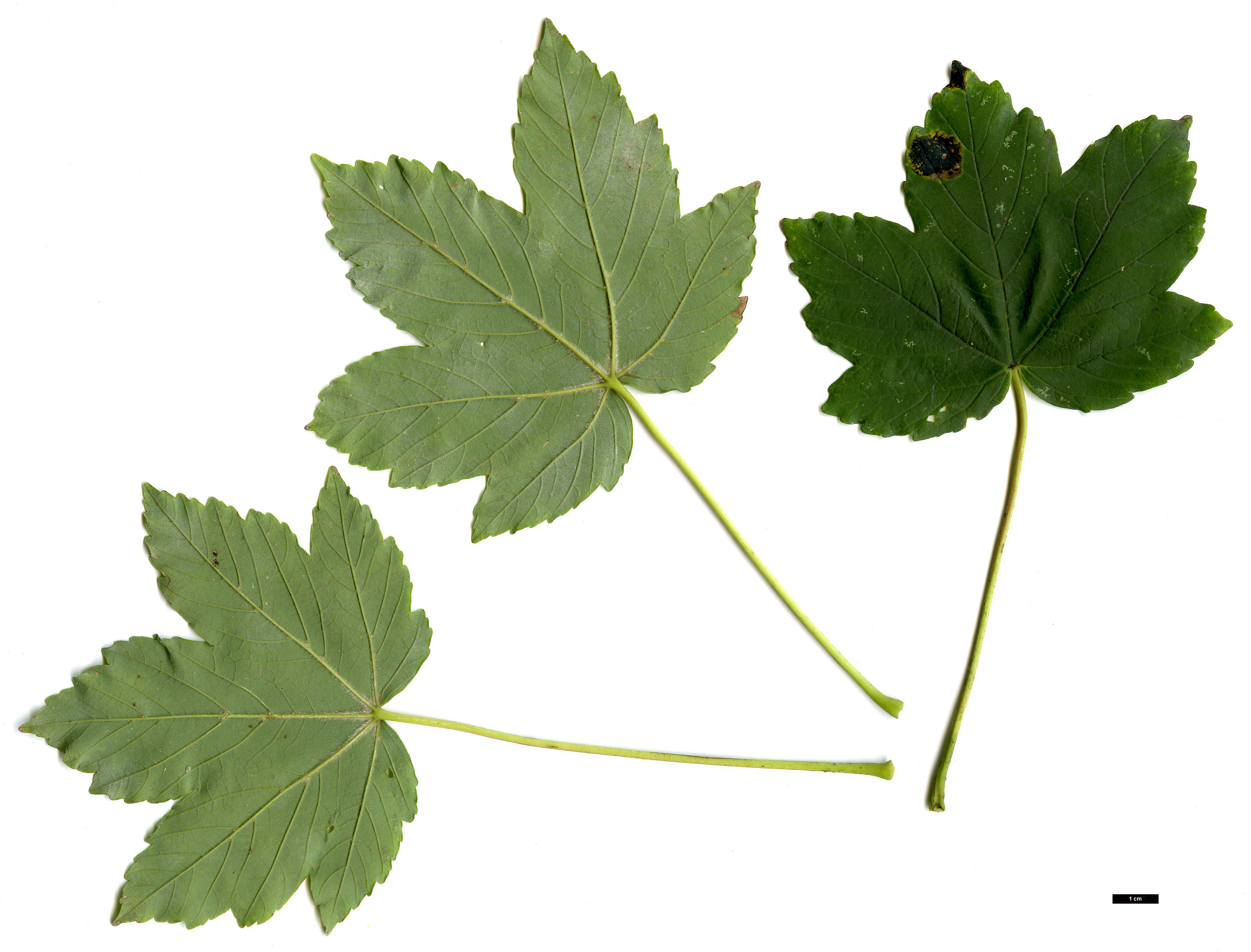 High resolution image: Family: Sapindaceae - Genus: Acer - Taxon: pseudoplatanus