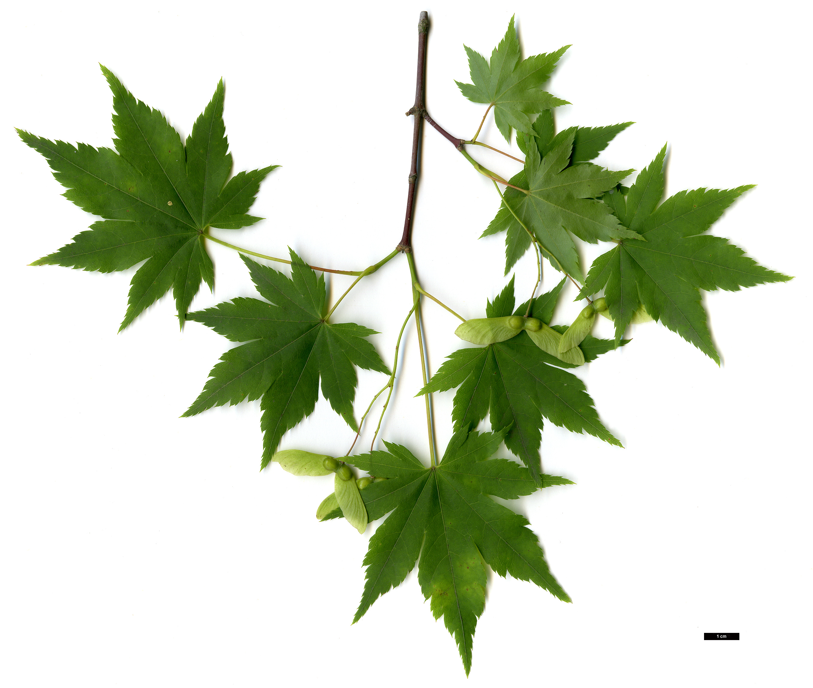 High resolution image: Family: Sapindaceae - Genus: Acer - Taxon: pseudosieboldianum
