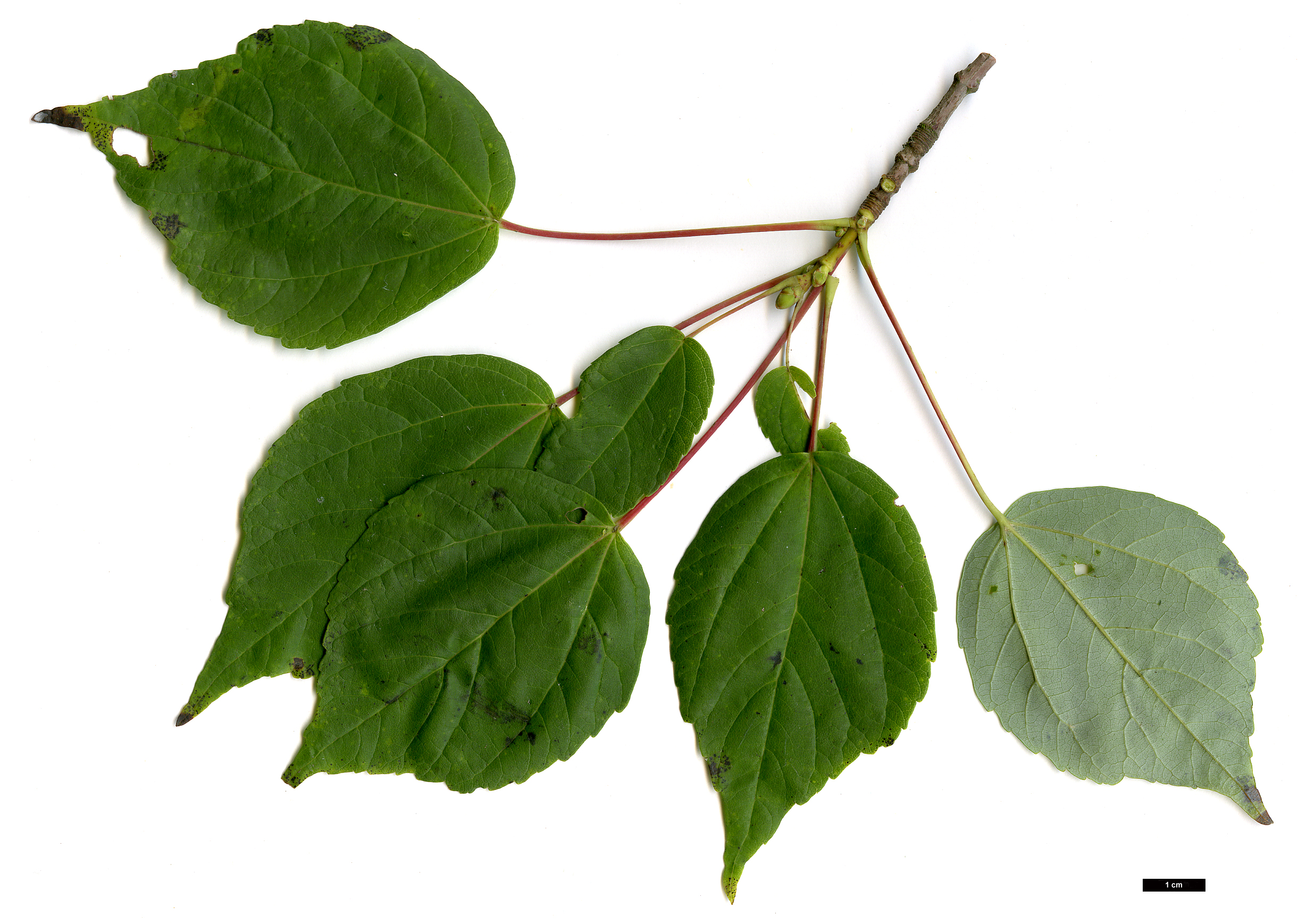 High resolution image: Family: Sapindaceae - Genus: Acer - Taxon: pycnanthum