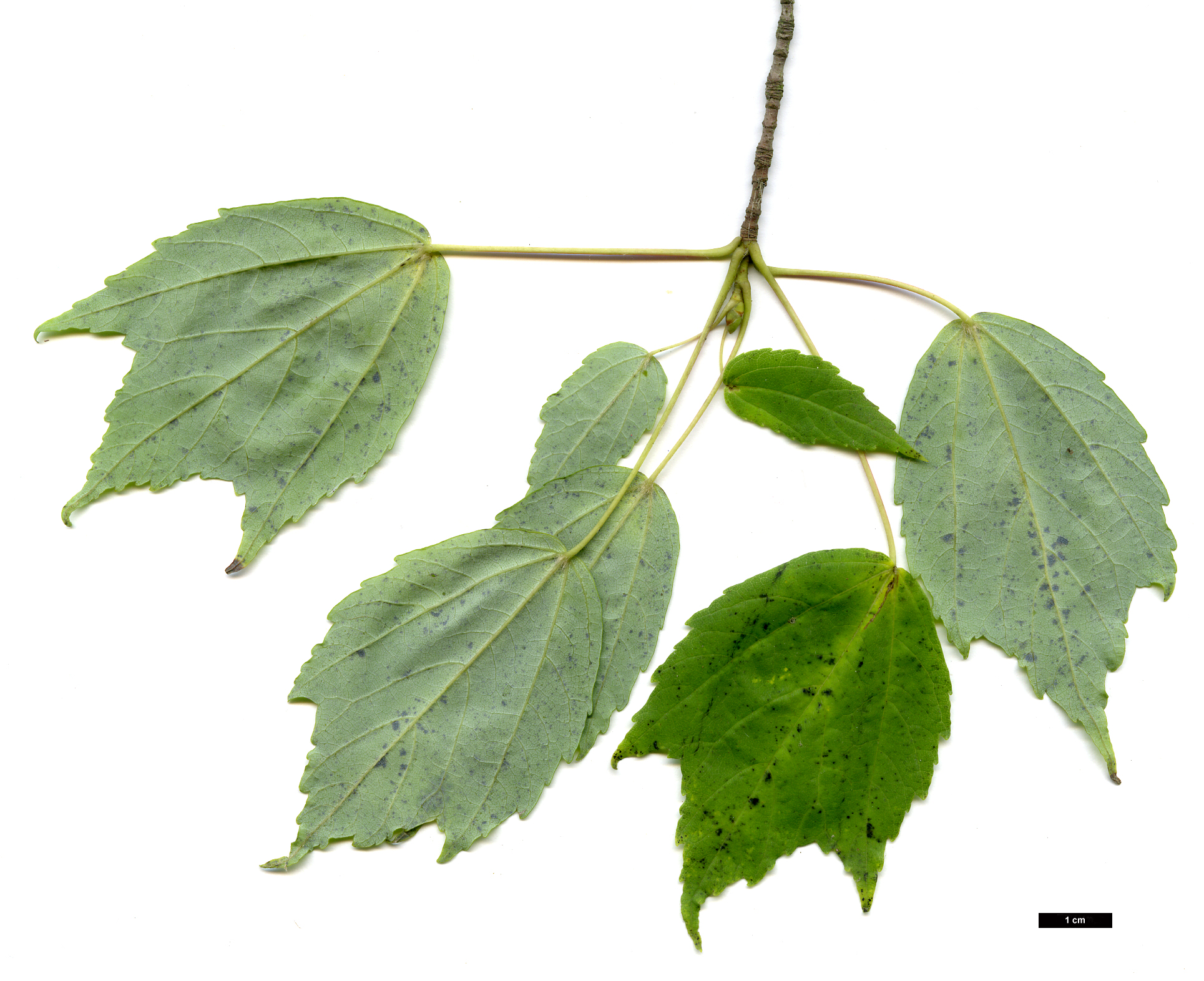 High resolution image: Family: Sapindaceae - Genus: Acer - Taxon: pycnanthum