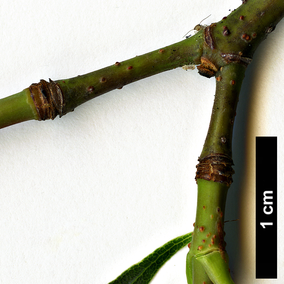 High resolution image: Family: Sapindaceae - Genus: Acer - Taxon: shenkanense