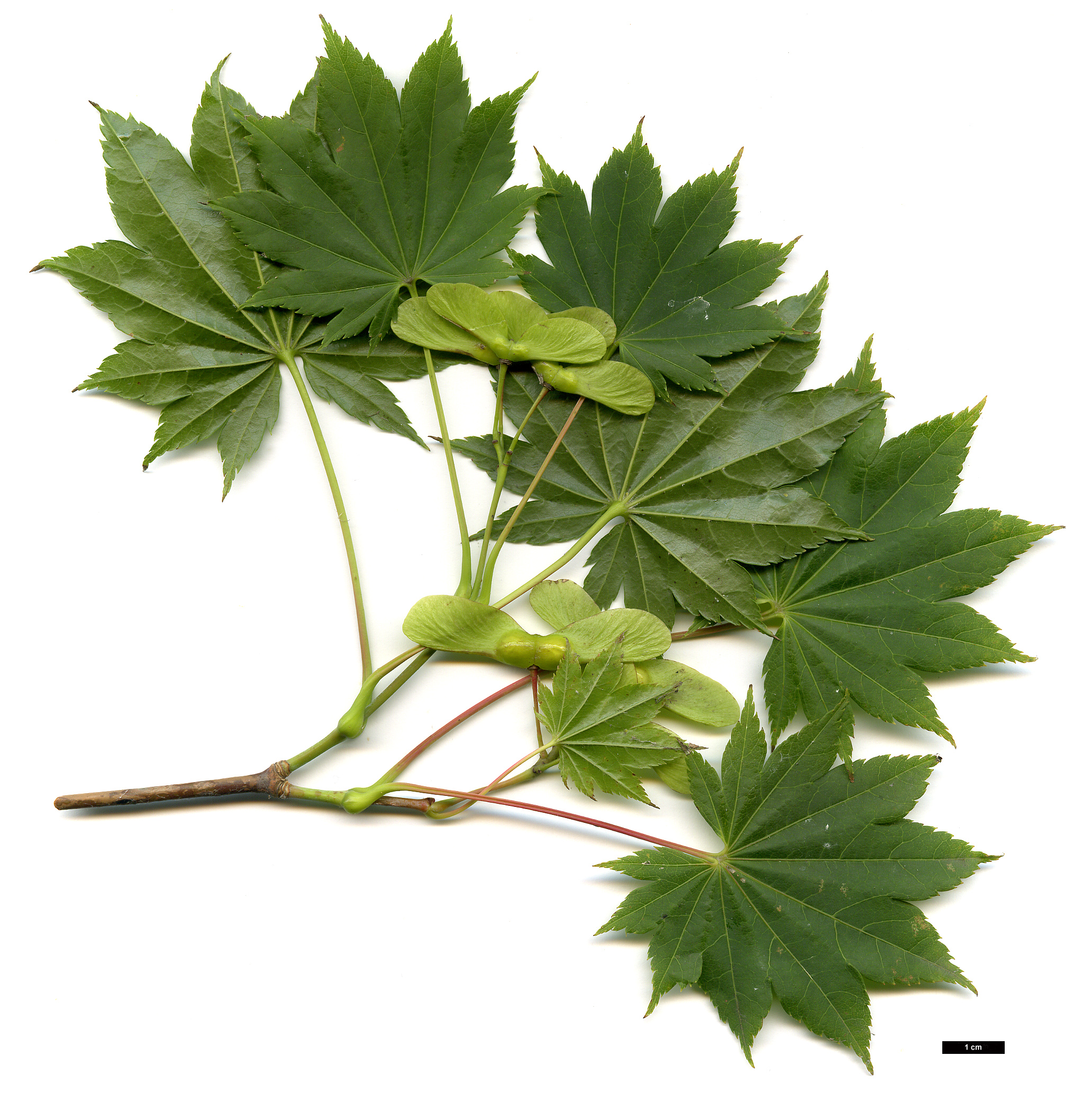 High resolution image: Family: Sapindaceae - Genus: Acer - Taxon: shirasawanum