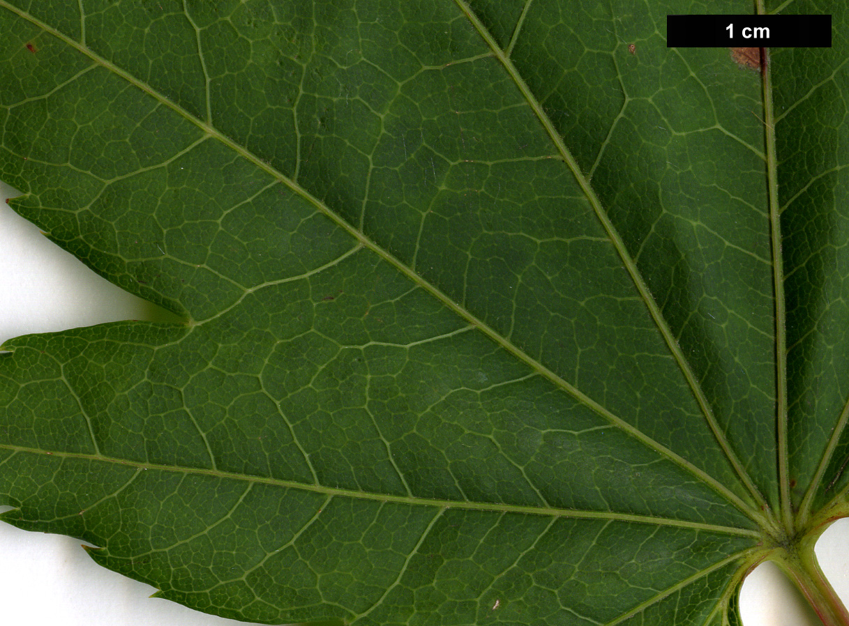 High resolution image: Family: Sapindaceae - Genus: Acer - Taxon: shirasawanum