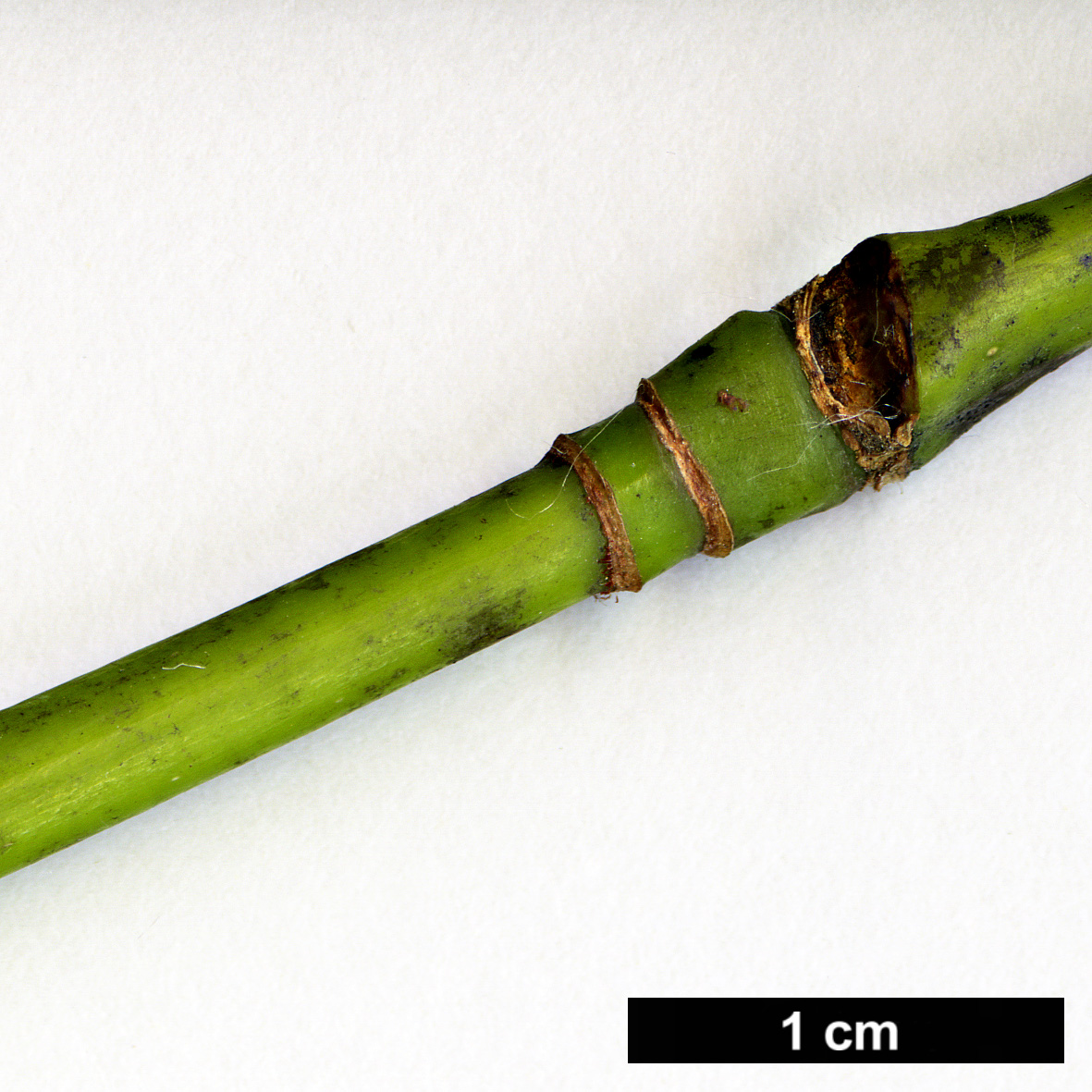 High resolution image: Family: Sapindaceae - Genus: Acer - Taxon: sikkimense