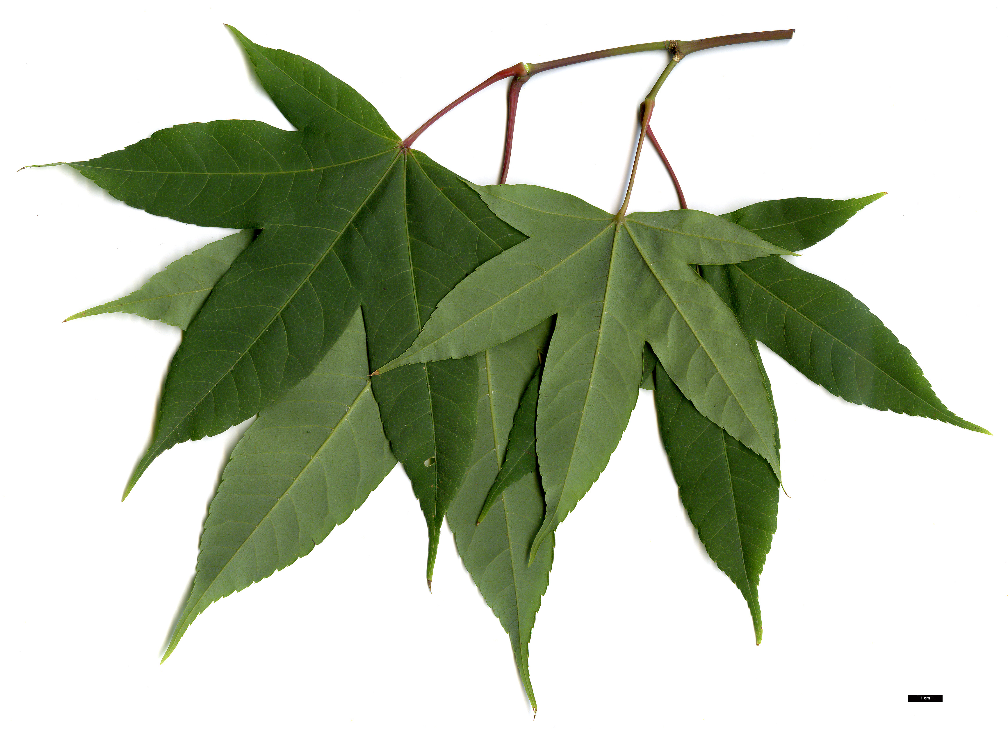 High resolution image: Family: Sapindaceae - Genus: Acer - Taxon: sinense