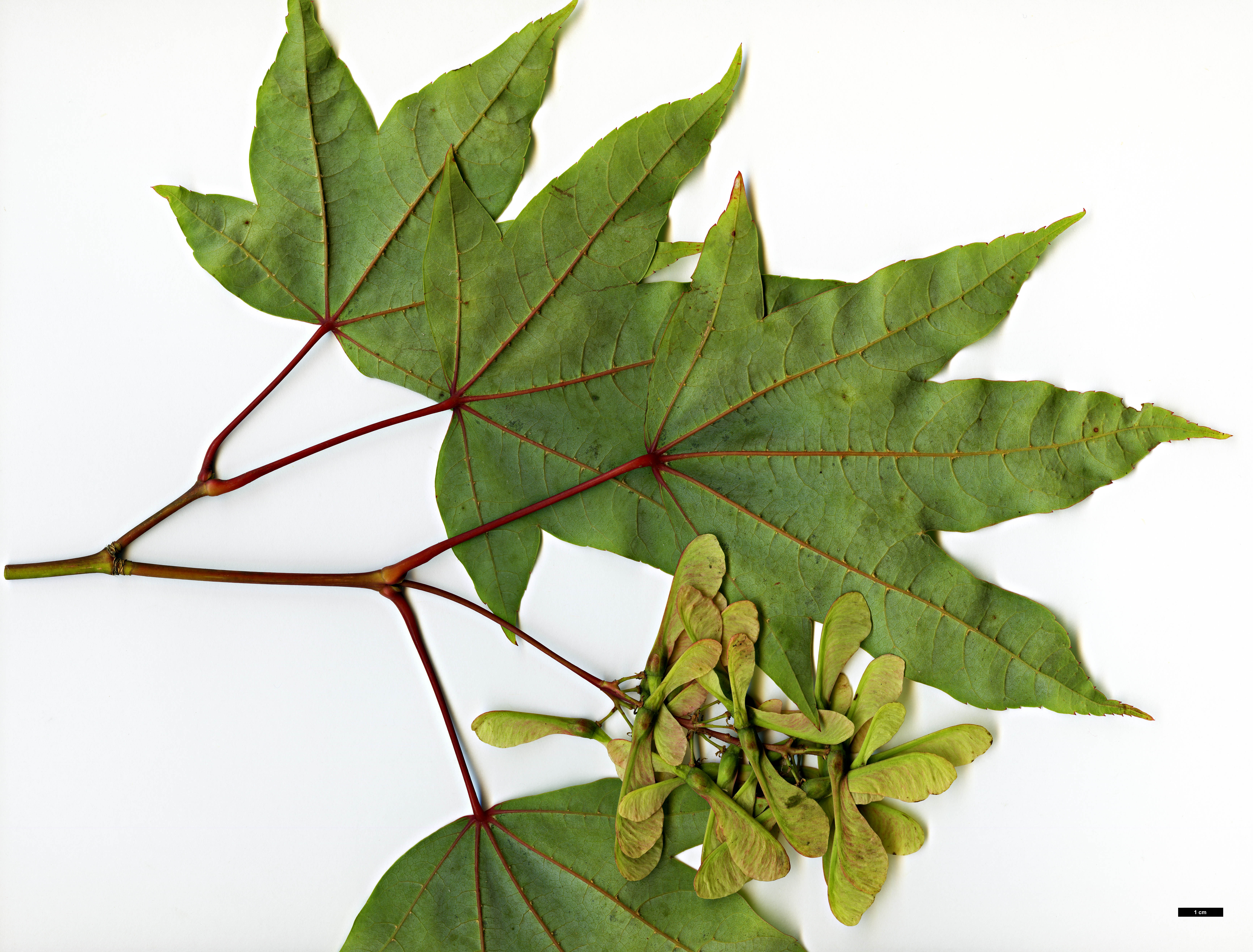 High resolution image: Family: Sapindaceae - Genus: Acer - Taxon: sinense