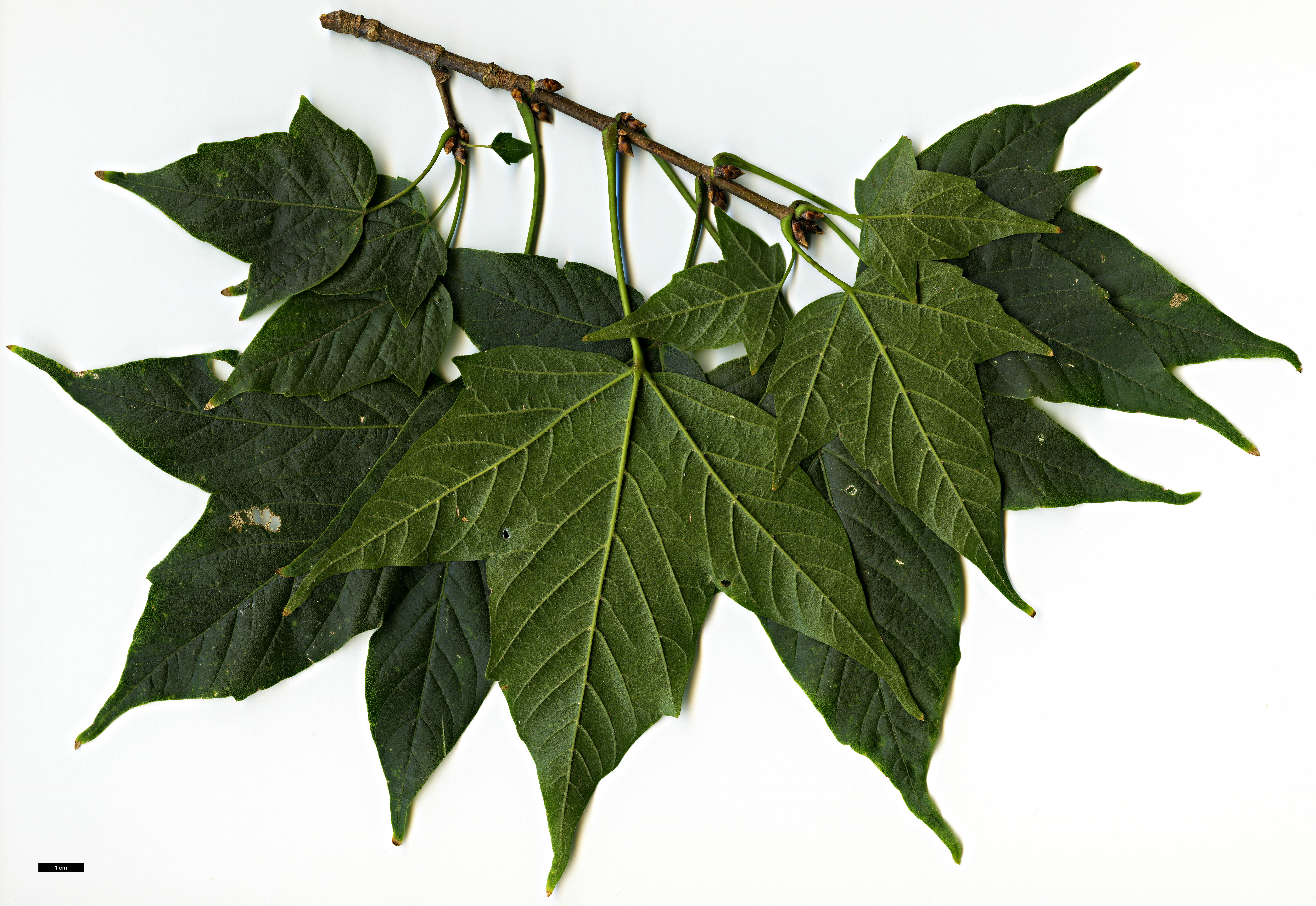 High resolution image: Family: Sapindaceae - Genus: Acer - Taxon: sinopurpurascens